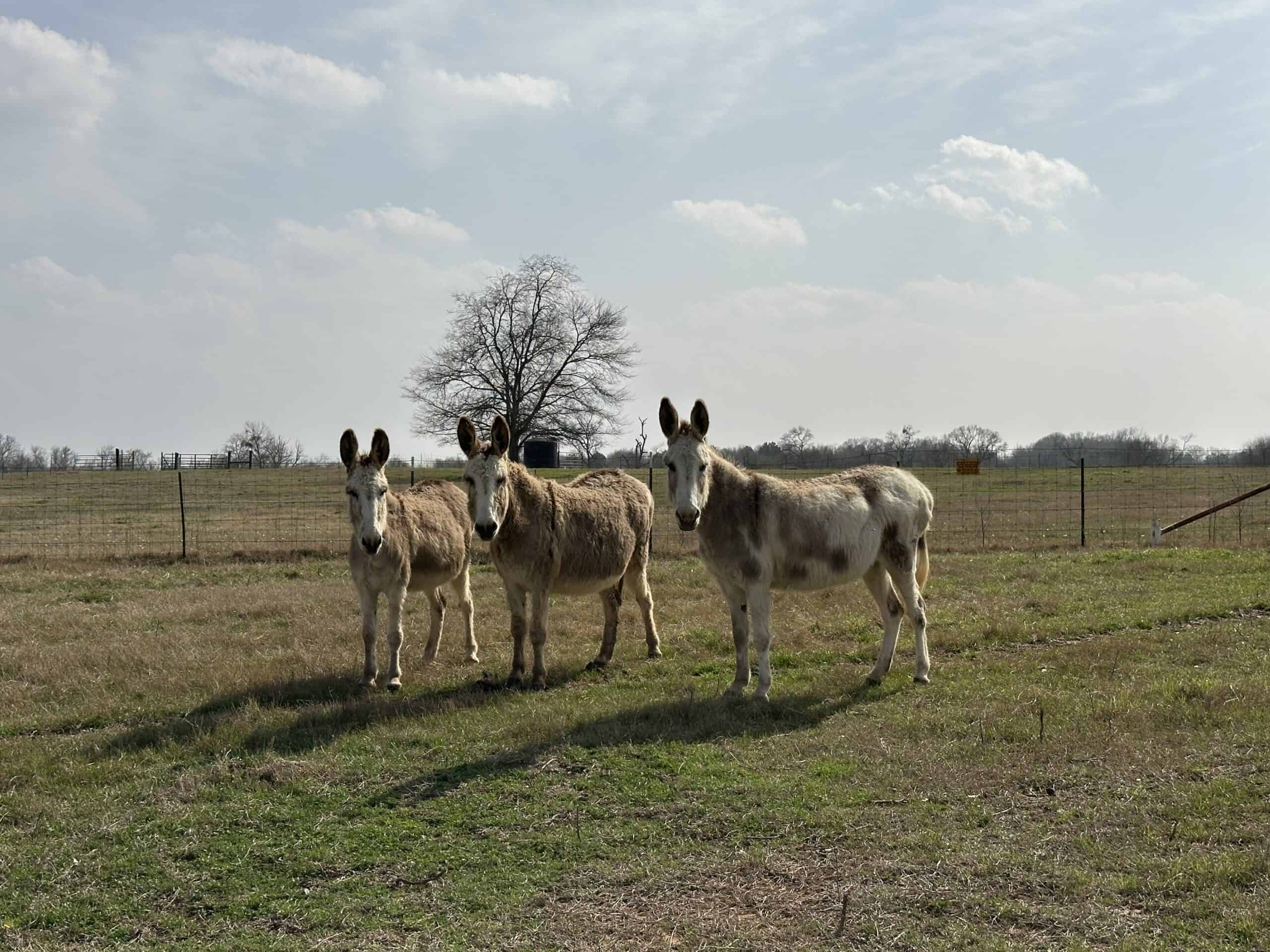 East Texas Hunting/Recreational Land For Sale