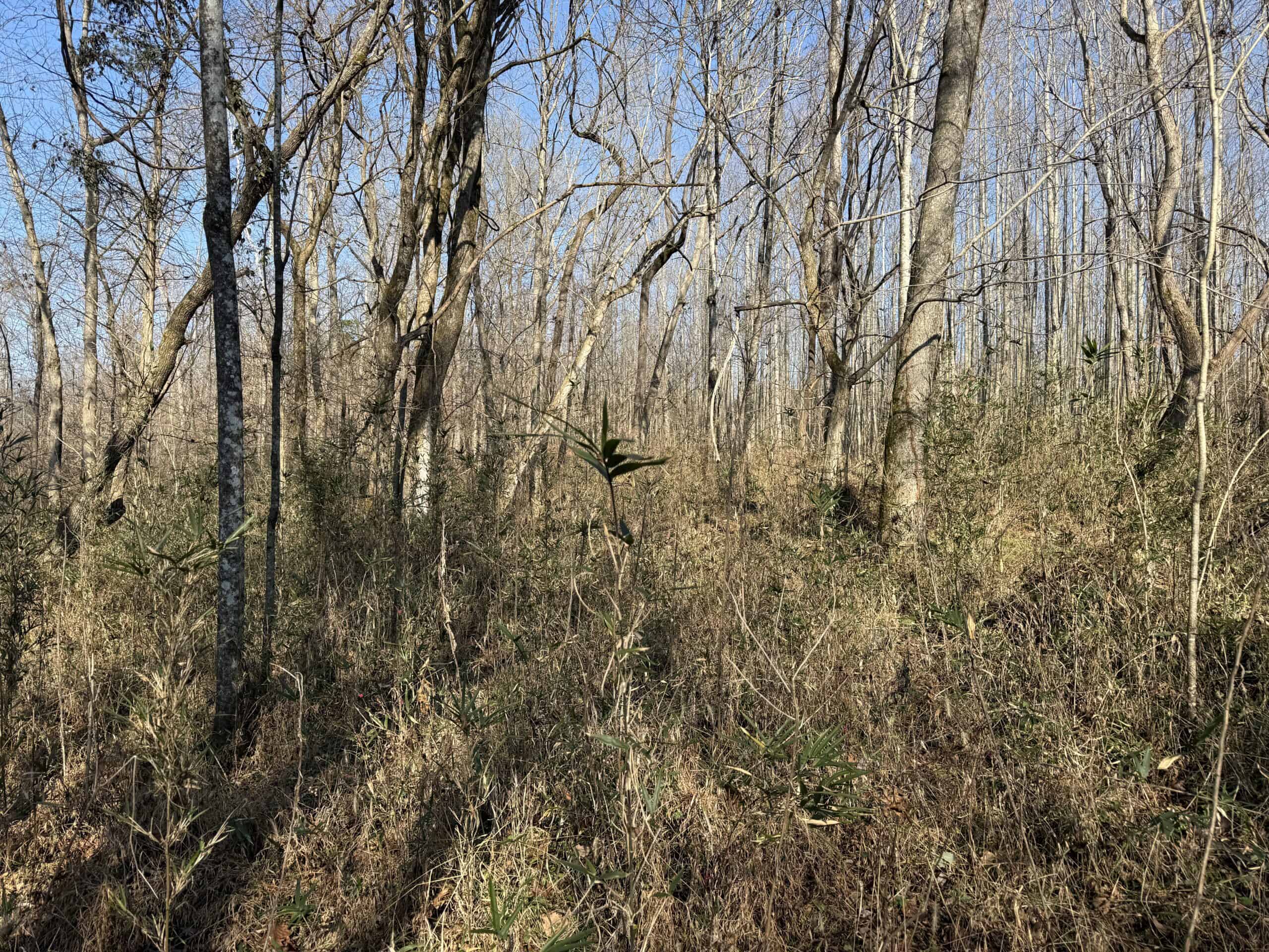 120 Acre Farm, Hunting Property, CREP Income, Creek Frontage
