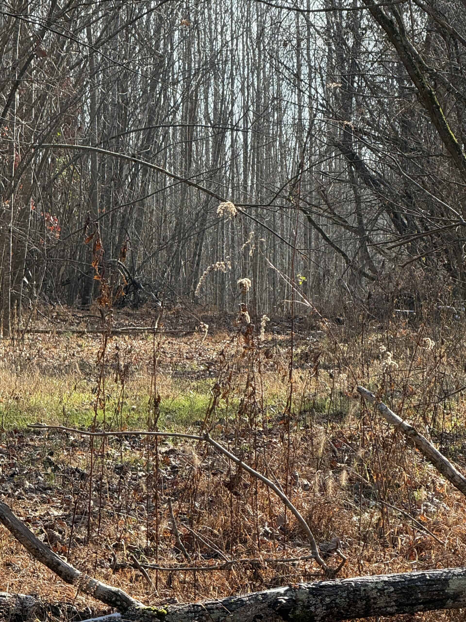 120 Acre Farm, Hunting Property, CREP Income, Creek Frontage