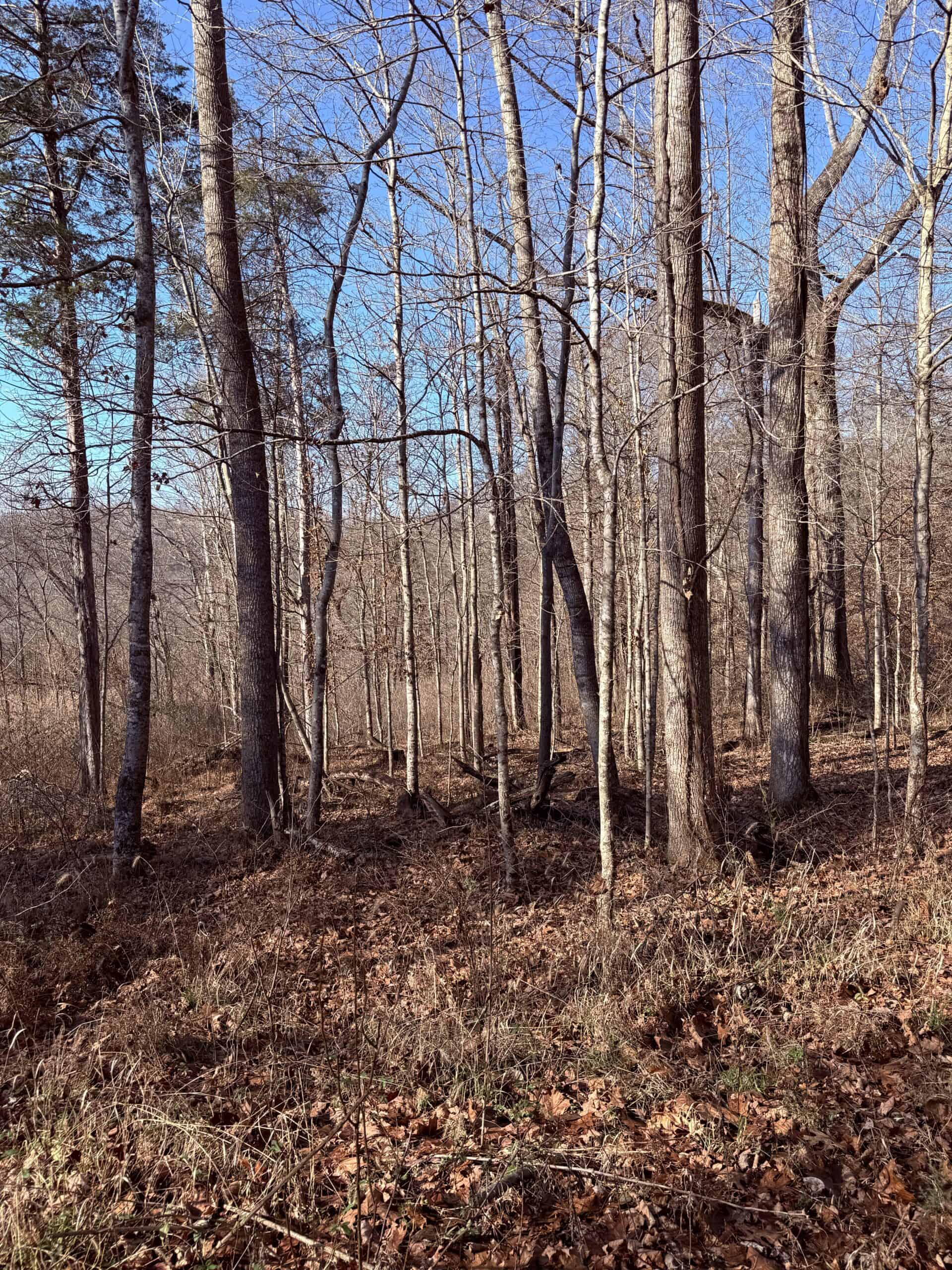 120 Acre Farm, Hunting Property, CREP Income, Creek Frontage