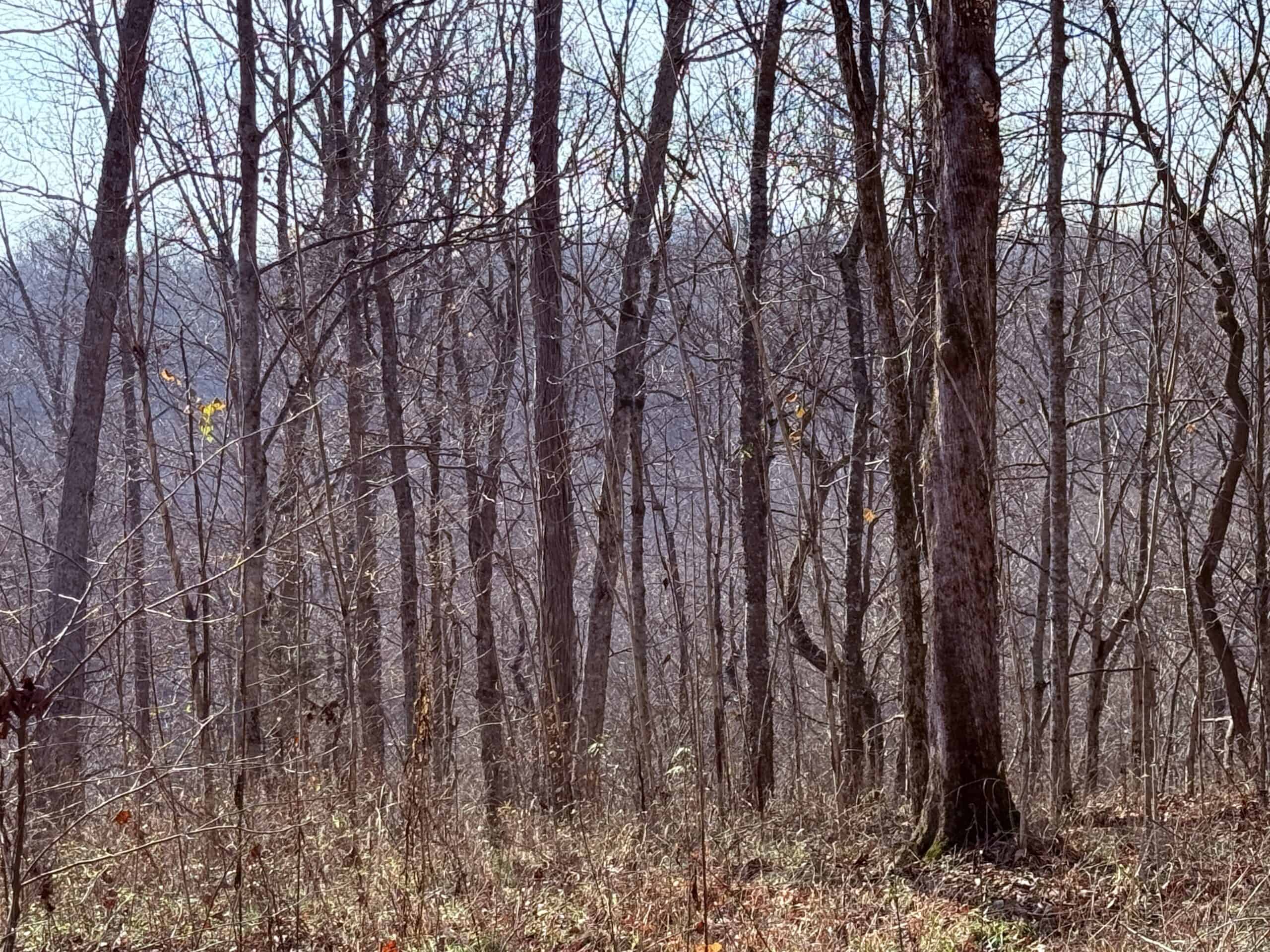 120 Acre Farm, Hunting Property, CREP Income, Creek Frontage