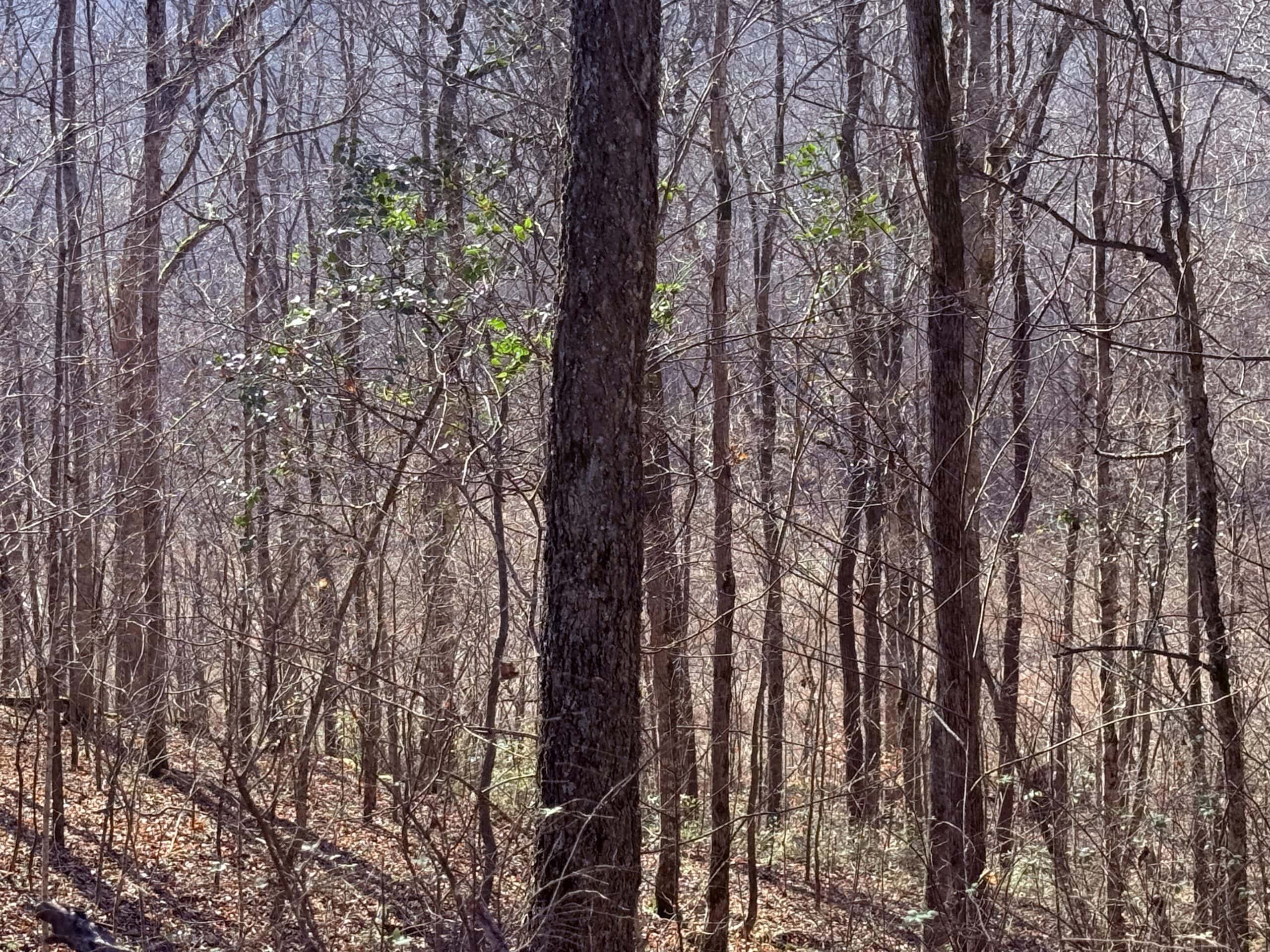 120 Acre Farm, Hunting Property, CREP Income, Creek Frontage