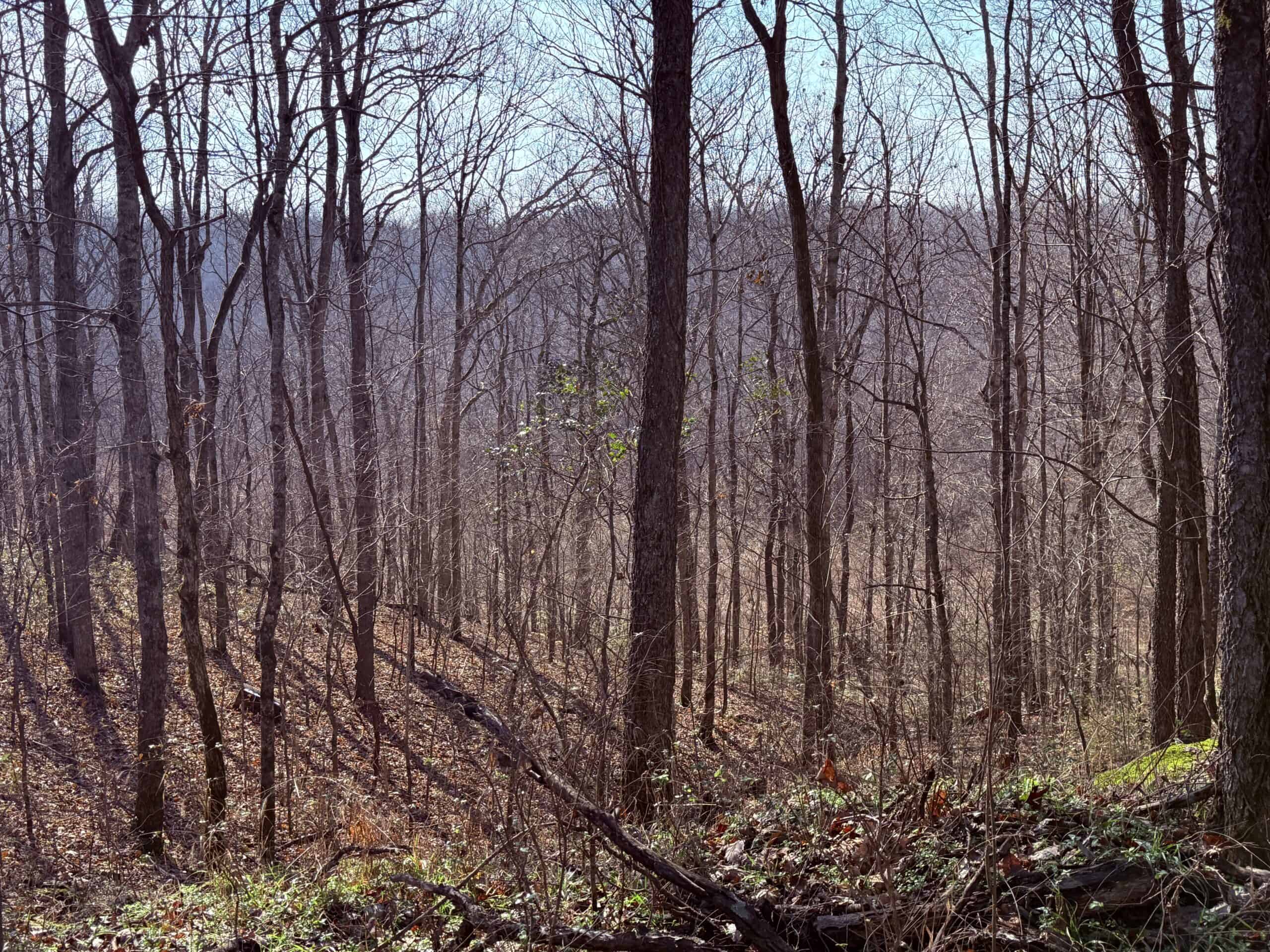 120 Acre Farm, Hunting Property, CREP Income, Creek Frontage