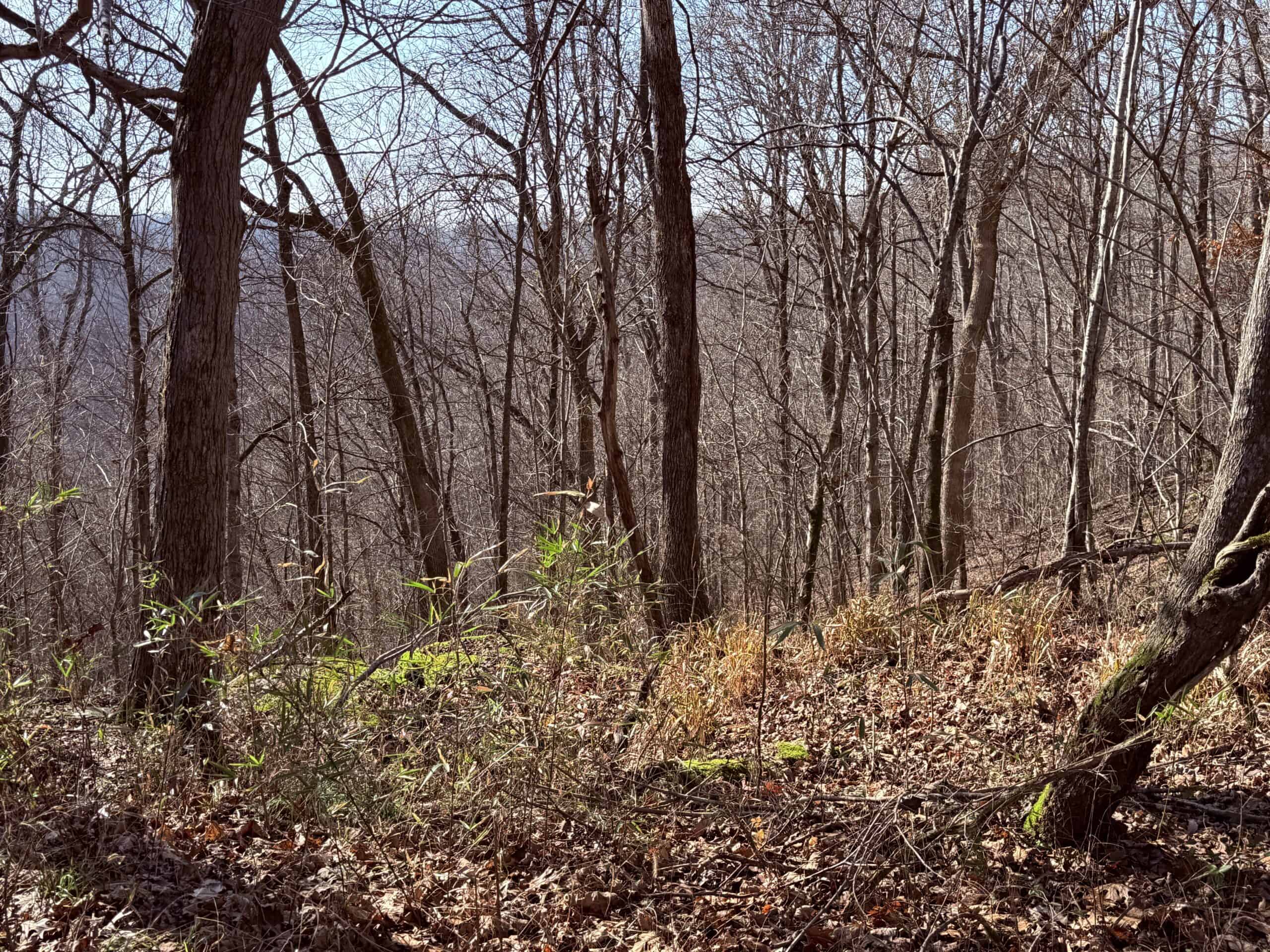 120 Acre Farm, Hunting Property, CREP Income, Creek Frontage