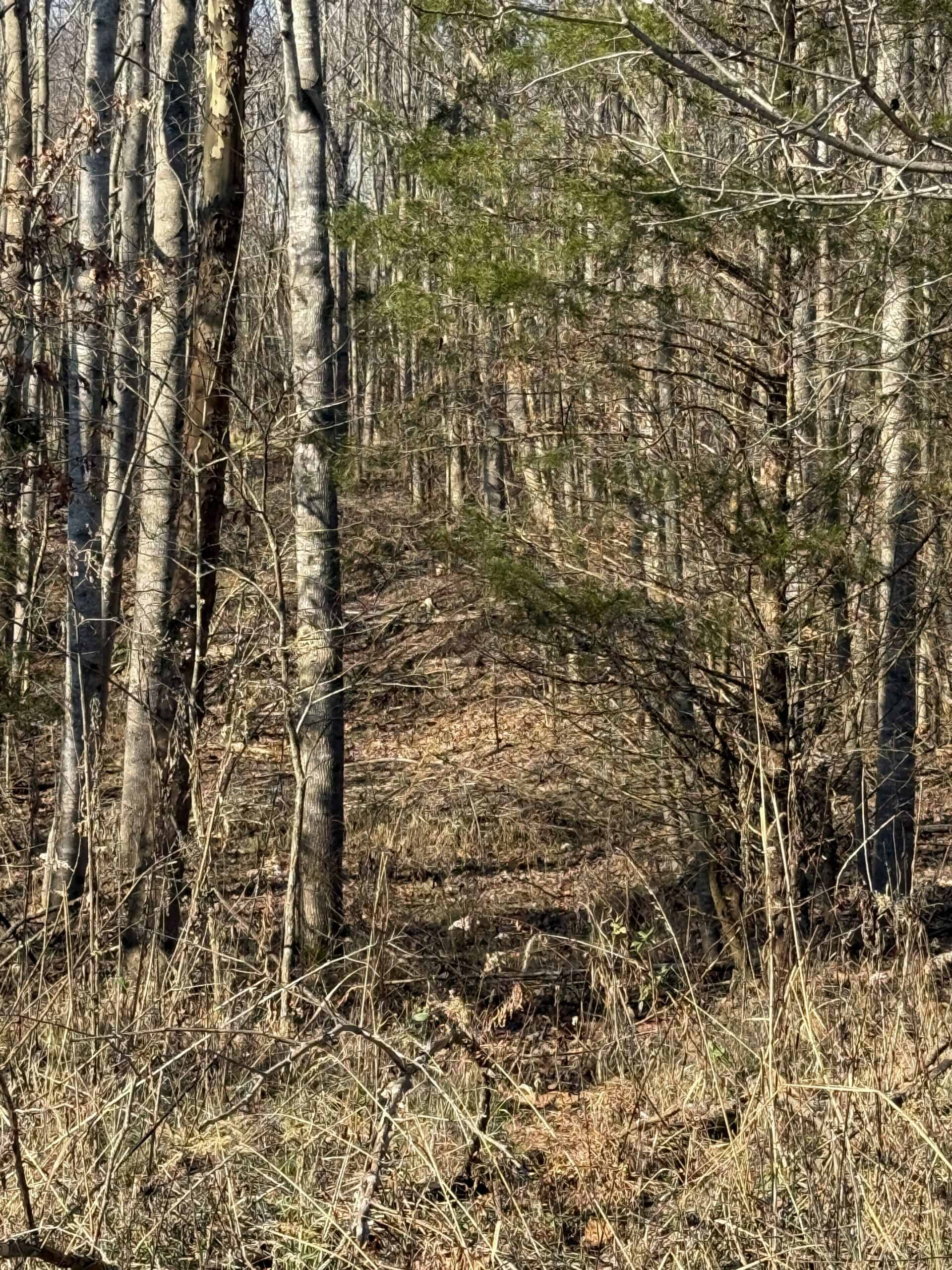 120 Acre Farm, Hunting Property, CREP Income, Creek Frontage