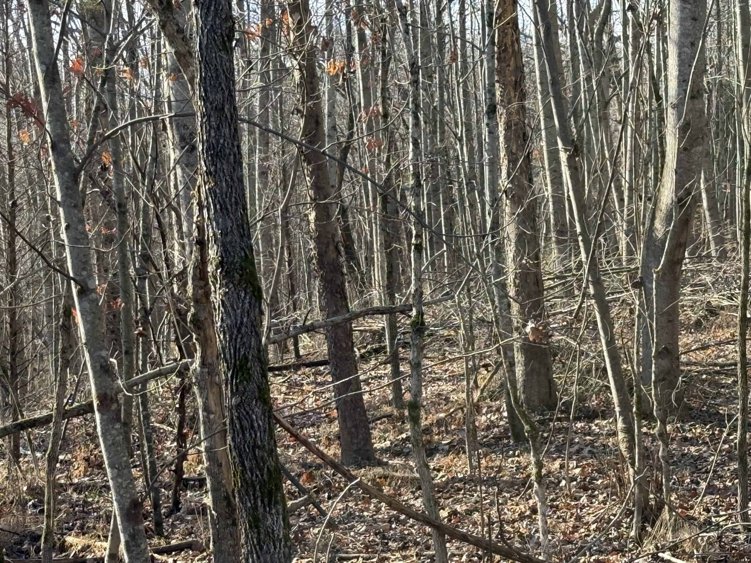 120 Acre Farm, Hunting Property, CREP Income, Creek Frontage