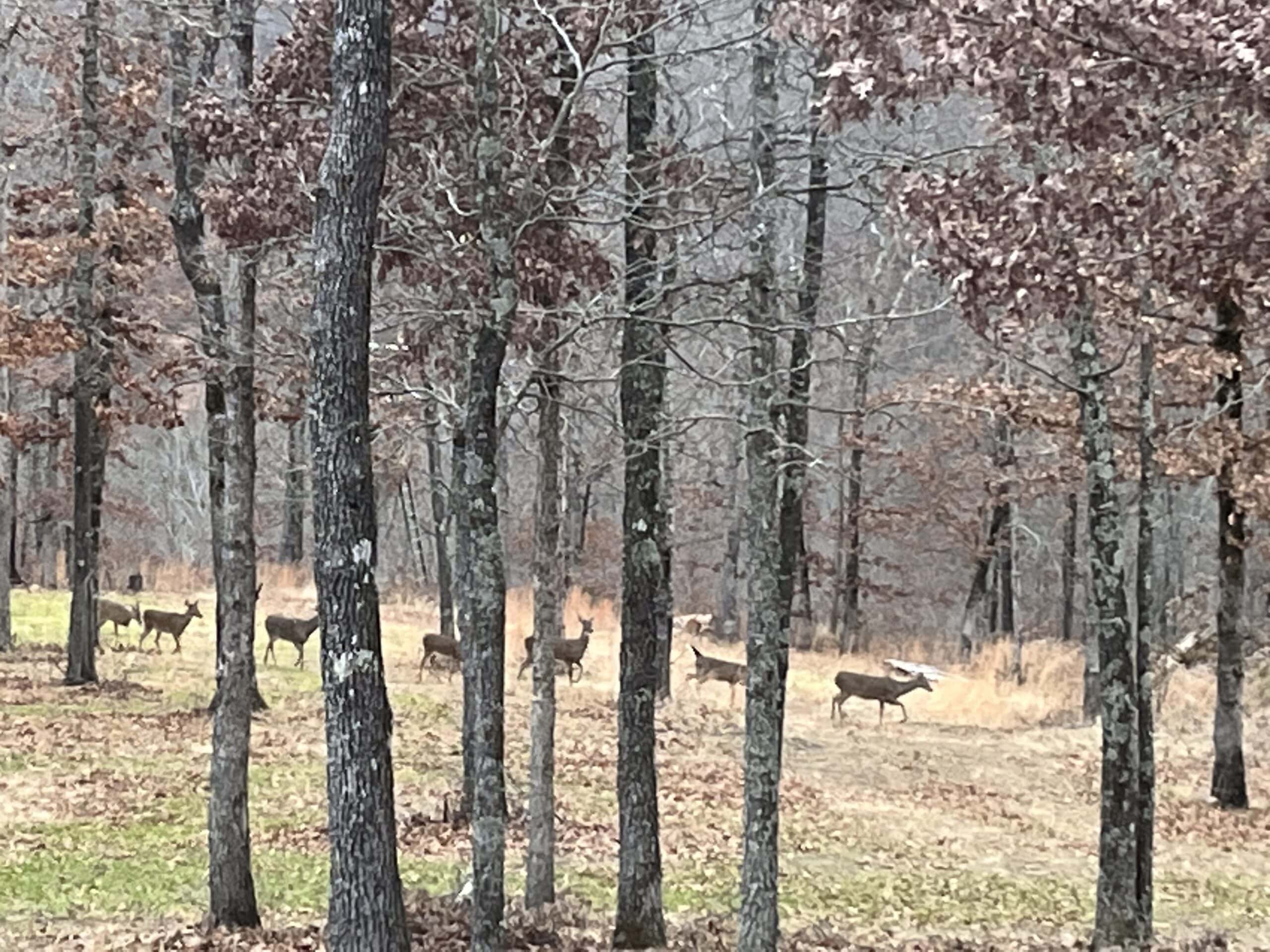120+/- Acres Recreational Property For Sale in NWA