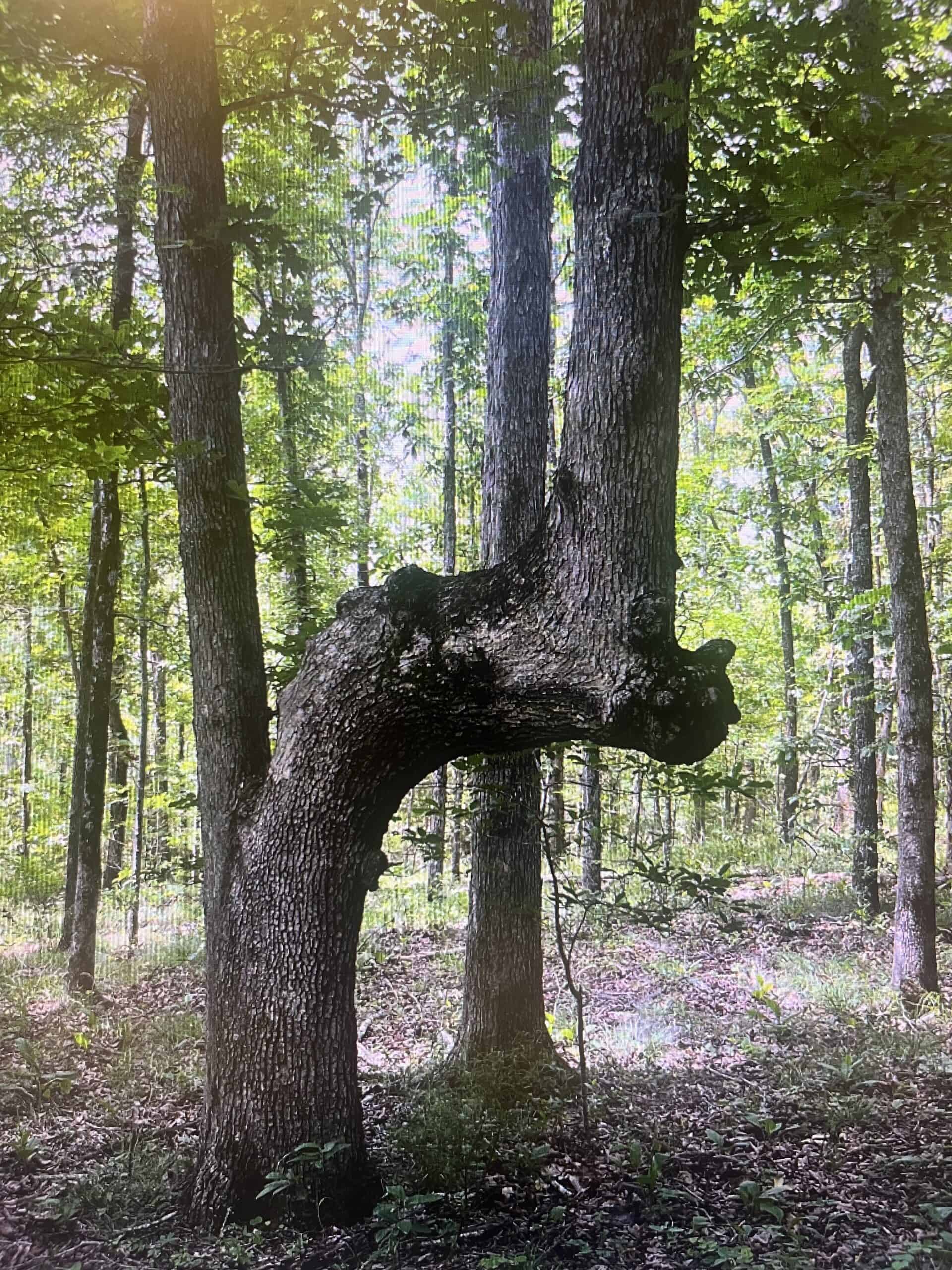 120+/- Acres Recreational Property For Sale in NWA