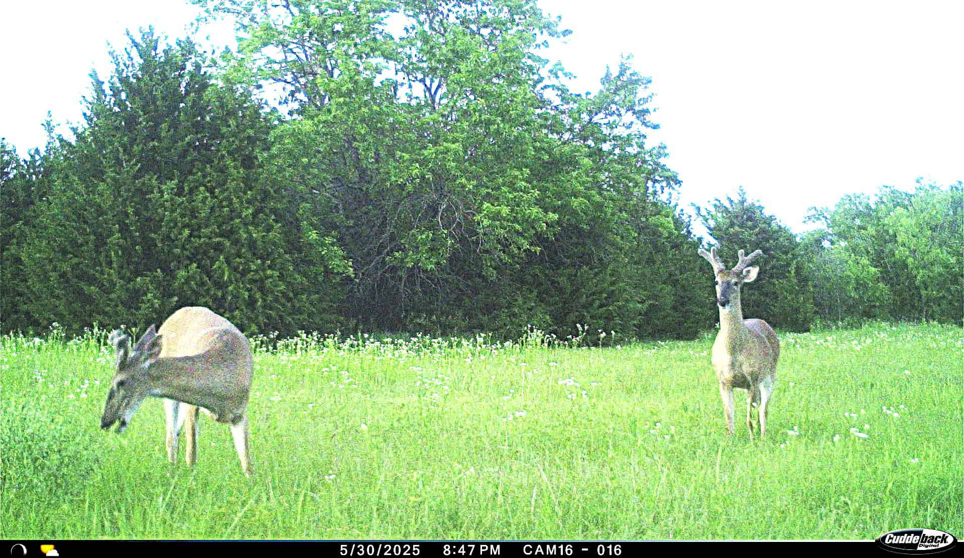 Exceptional 60-Acre Property Benton, KS