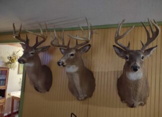 Hunting Paradise with Country Home For SALE in Wright County Mo.