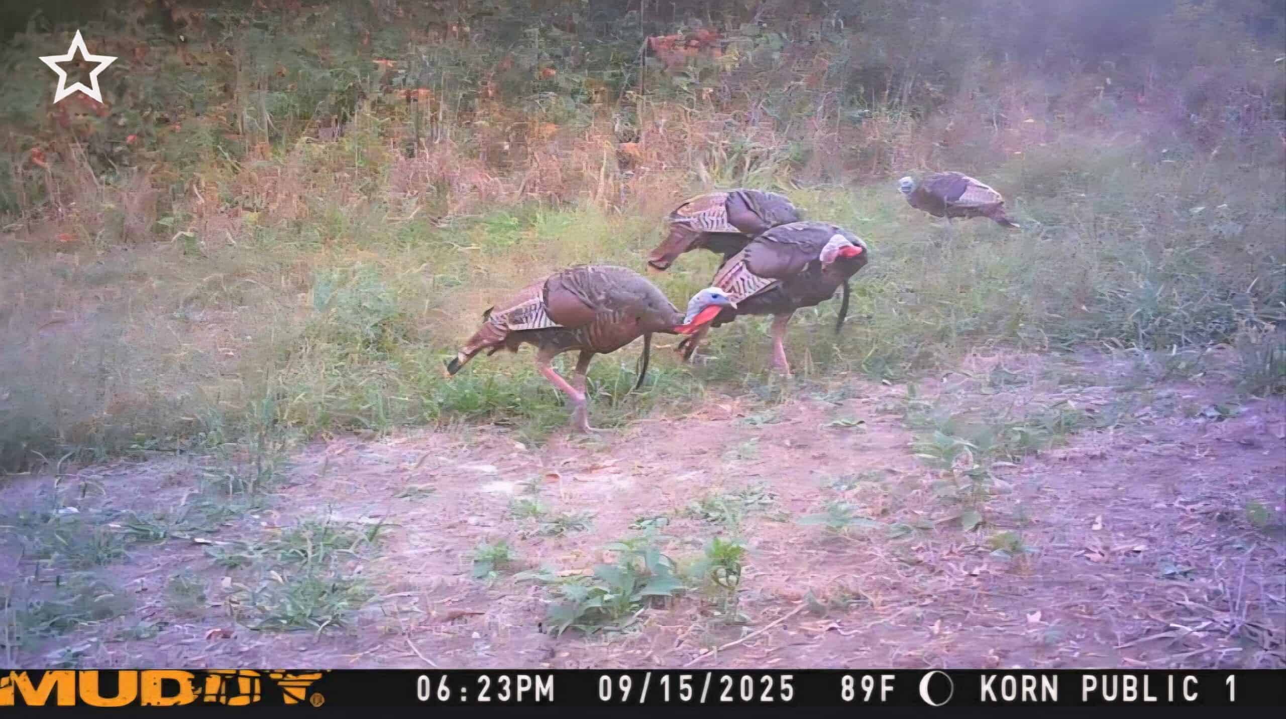 30 Acre m/l Hunting Tract near Wayne Helton Conservation