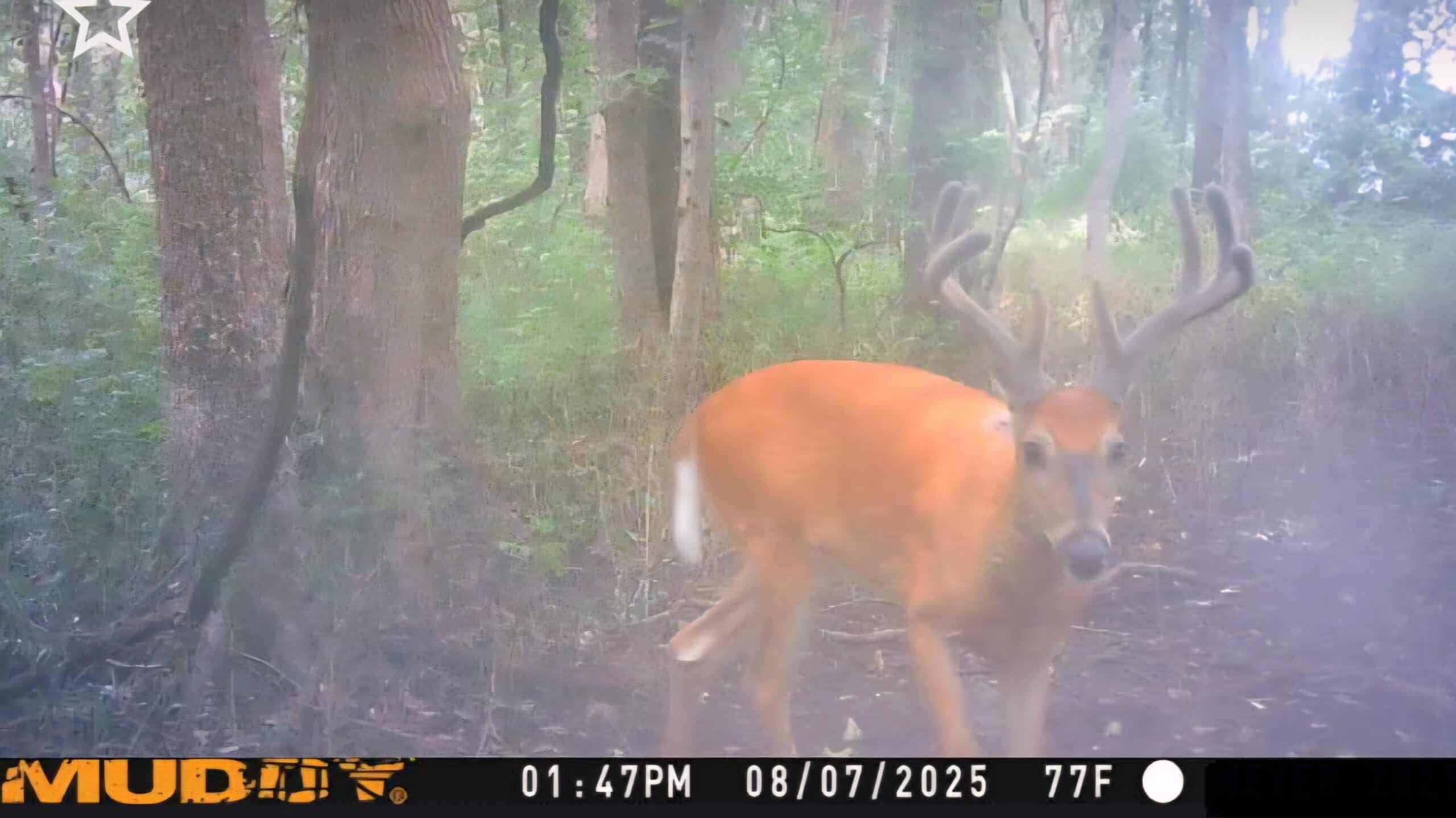 30 Acre m/l Hunting Tract near Wayne Helton Conservation