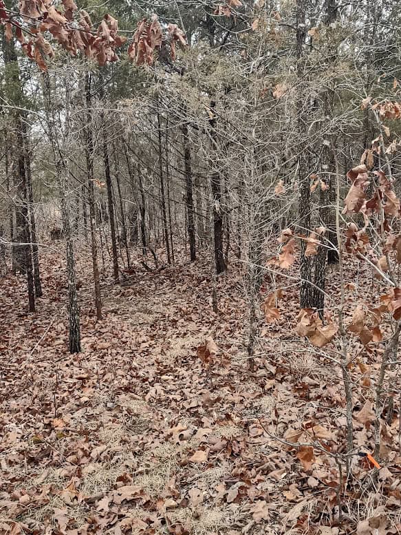 Hunting Paradise with Country Home For SALE in Wright County Mo.