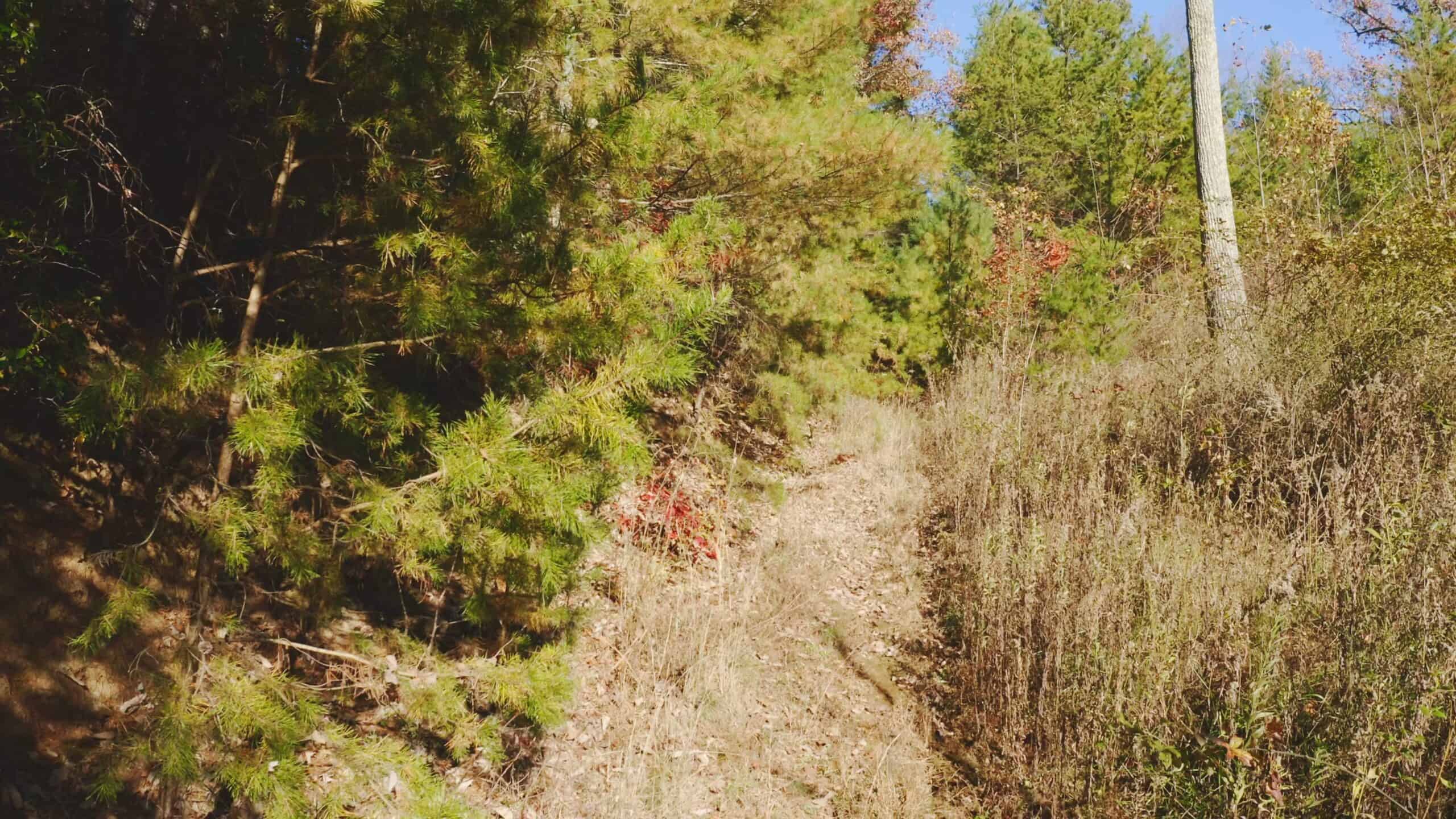 Where the Pavement Ends, and Your Legacy Begins: 116 Unrestricted Acres Bordering the Cherokee National Forest