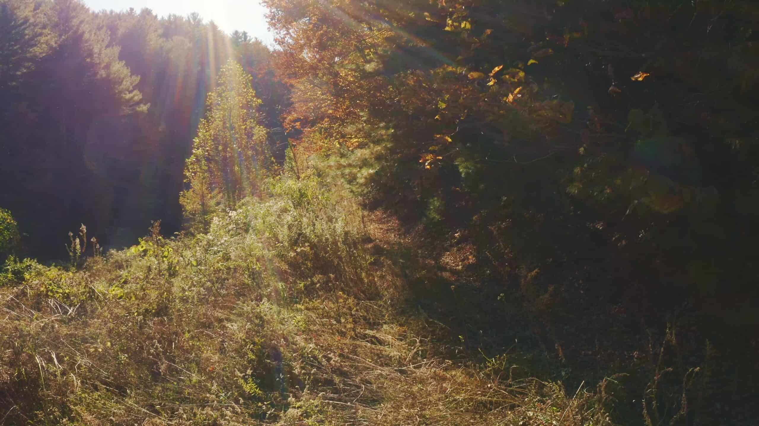 Where the Pavement Ends, and Your Legacy Begins: 116 Unrestricted Acres Bordering the Cherokee National Forest