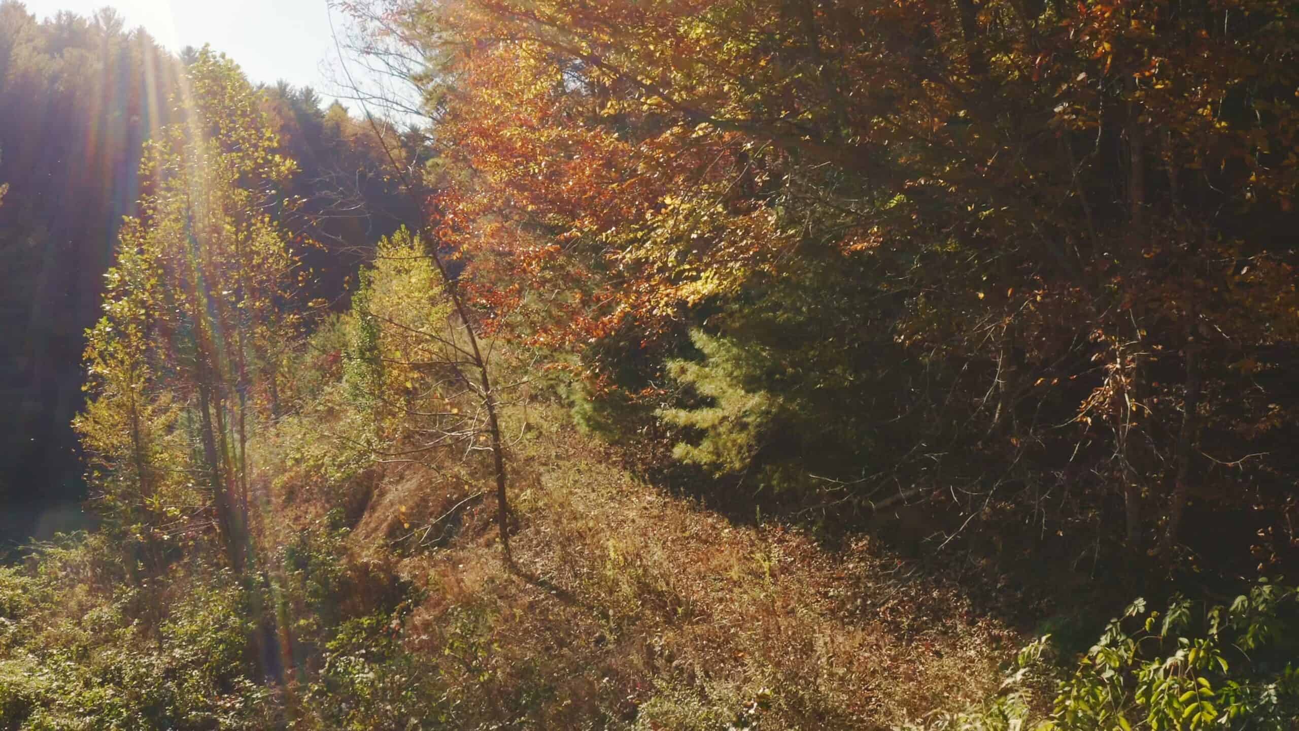 Where the Pavement Ends, and Your Legacy Begins: 116 Unrestricted Acres Bordering the Cherokee National Forest