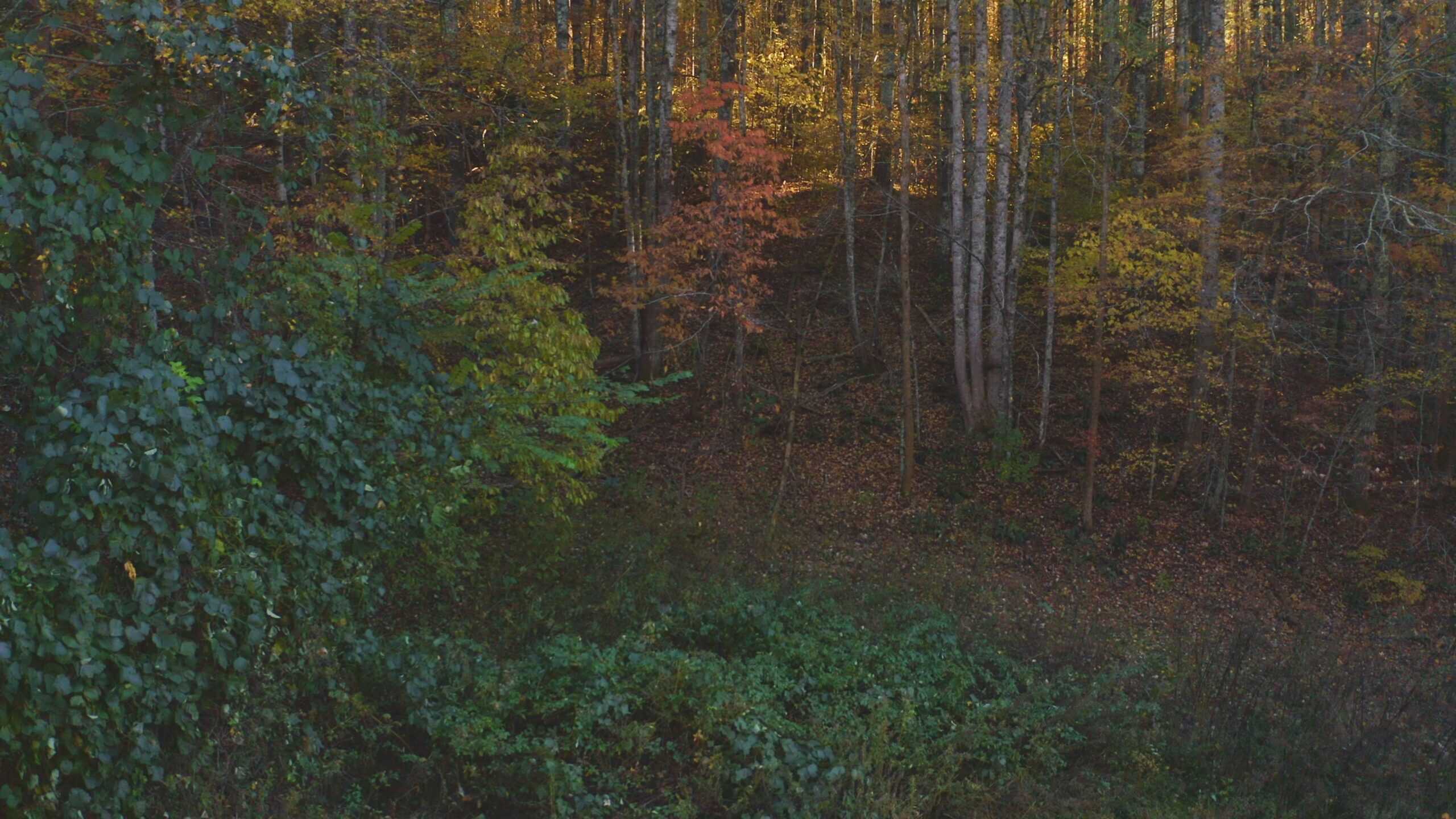 Where the Pavement Ends, and Your Legacy Begins: 116 Unrestricted Acres Bordering the Cherokee National Forest