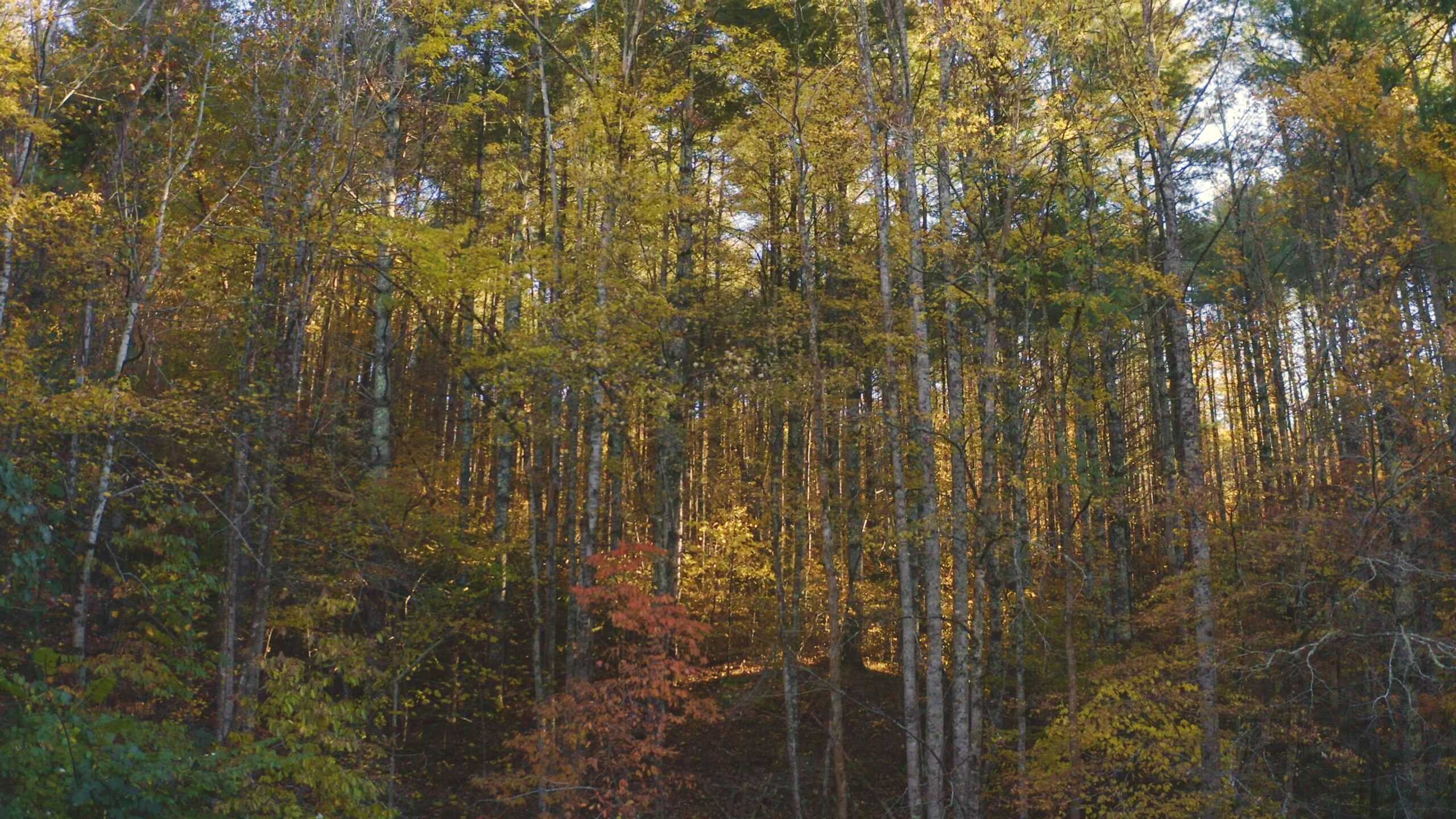 Where the Pavement Ends, and Your Legacy Begins: 116 Unrestricted Acres Bordering the Cherokee National Forest