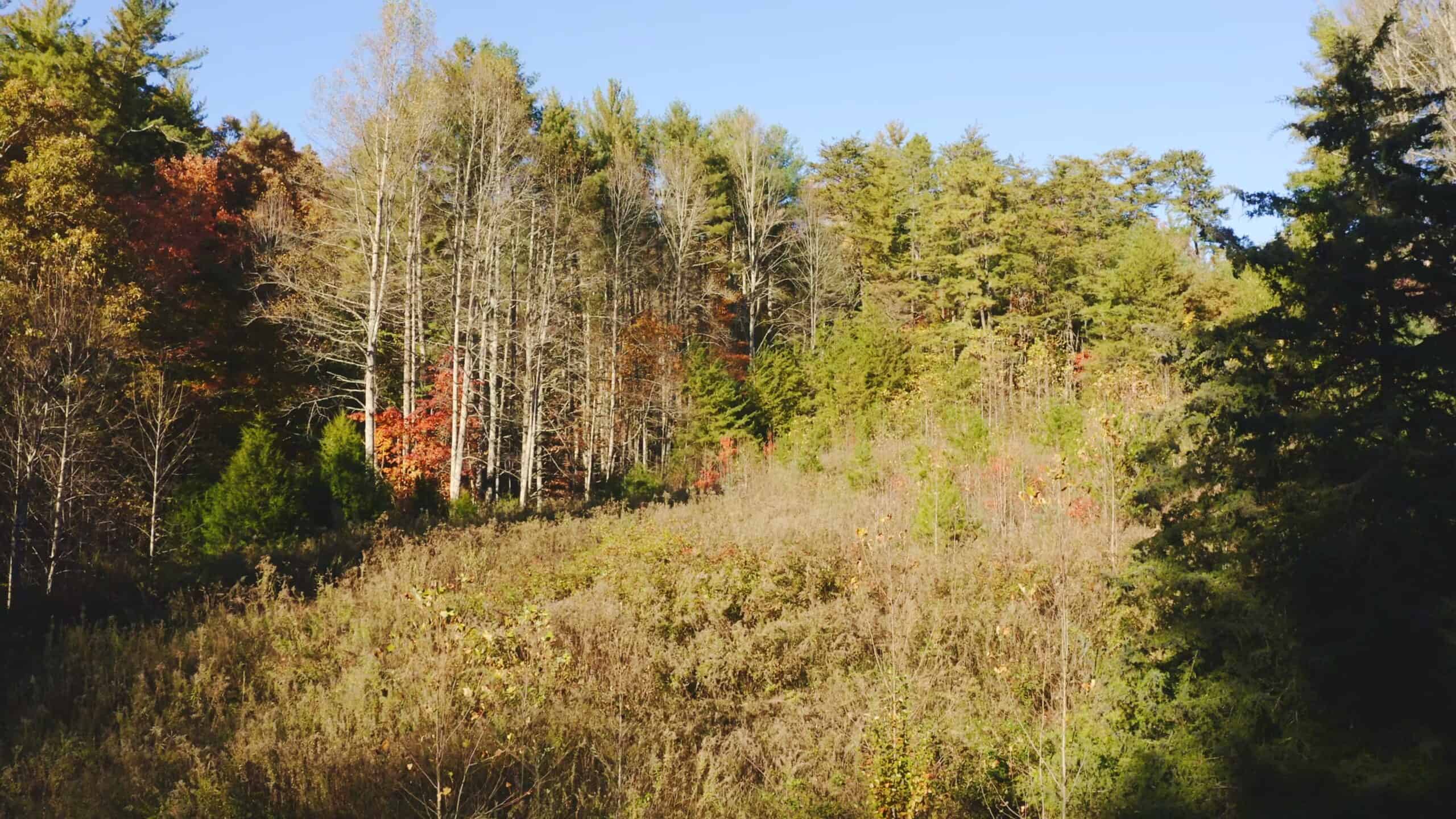 Where the Pavement Ends, and Your Legacy Begins: 116 Unrestricted Acres Bordering the Cherokee National Forest