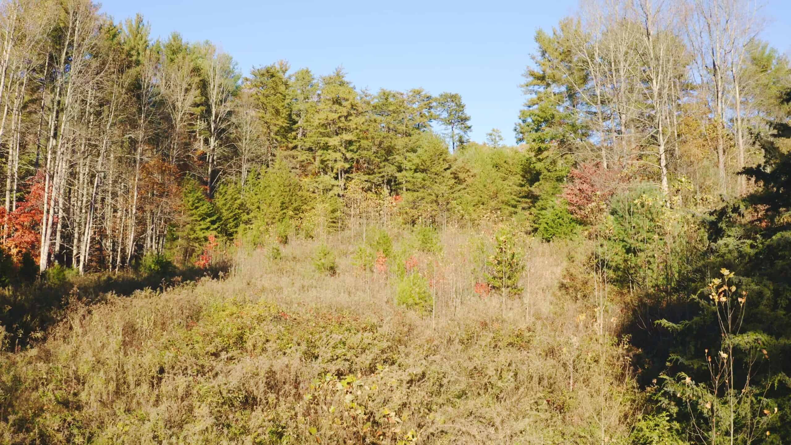 Where the Pavement Ends, and Your Legacy Begins: 116 Unrestricted Acres Bordering the Cherokee National Forest