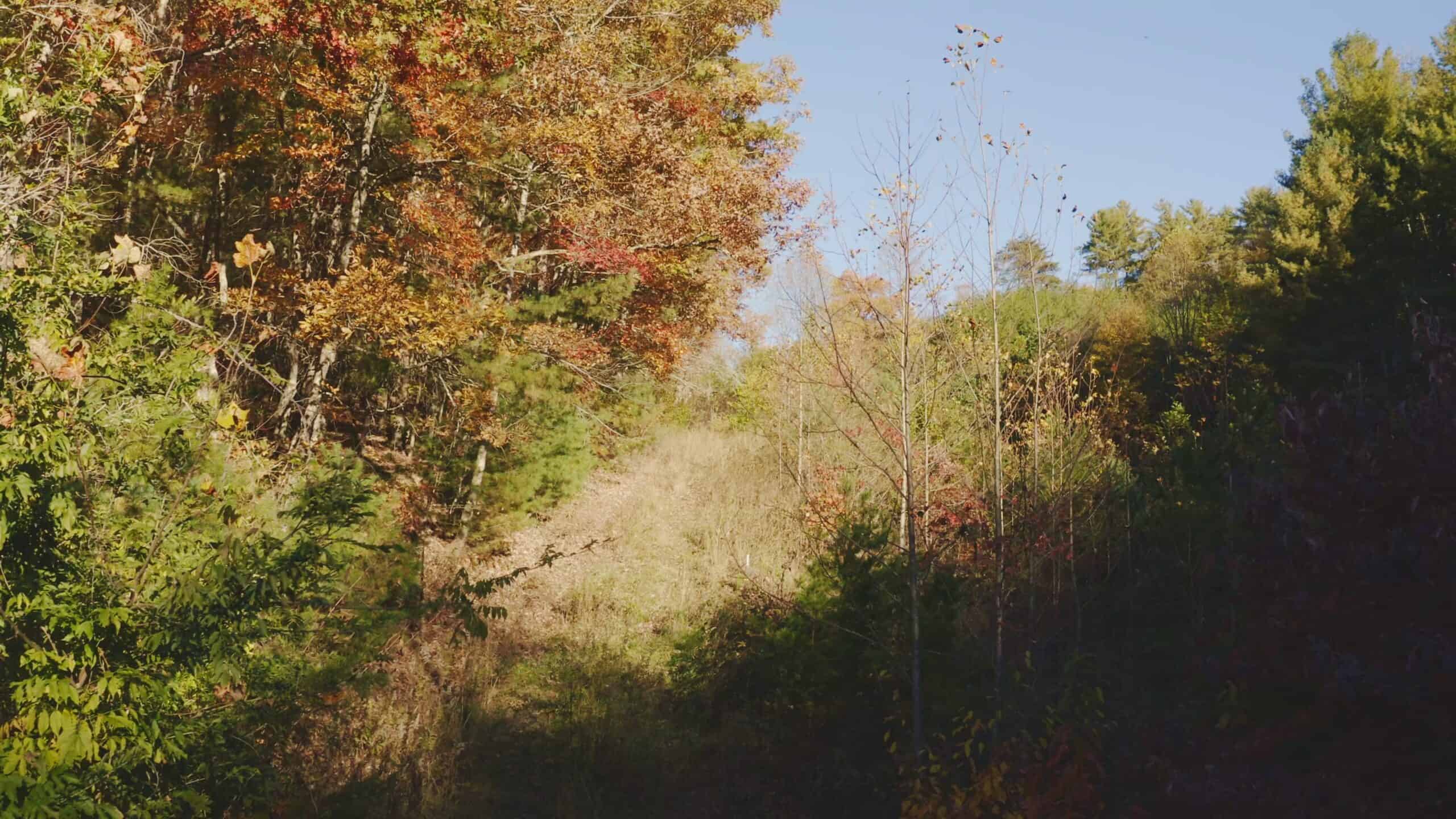Where the Pavement Ends, and Your Legacy Begins: 116 Unrestricted Acres Bordering the Cherokee National Forest