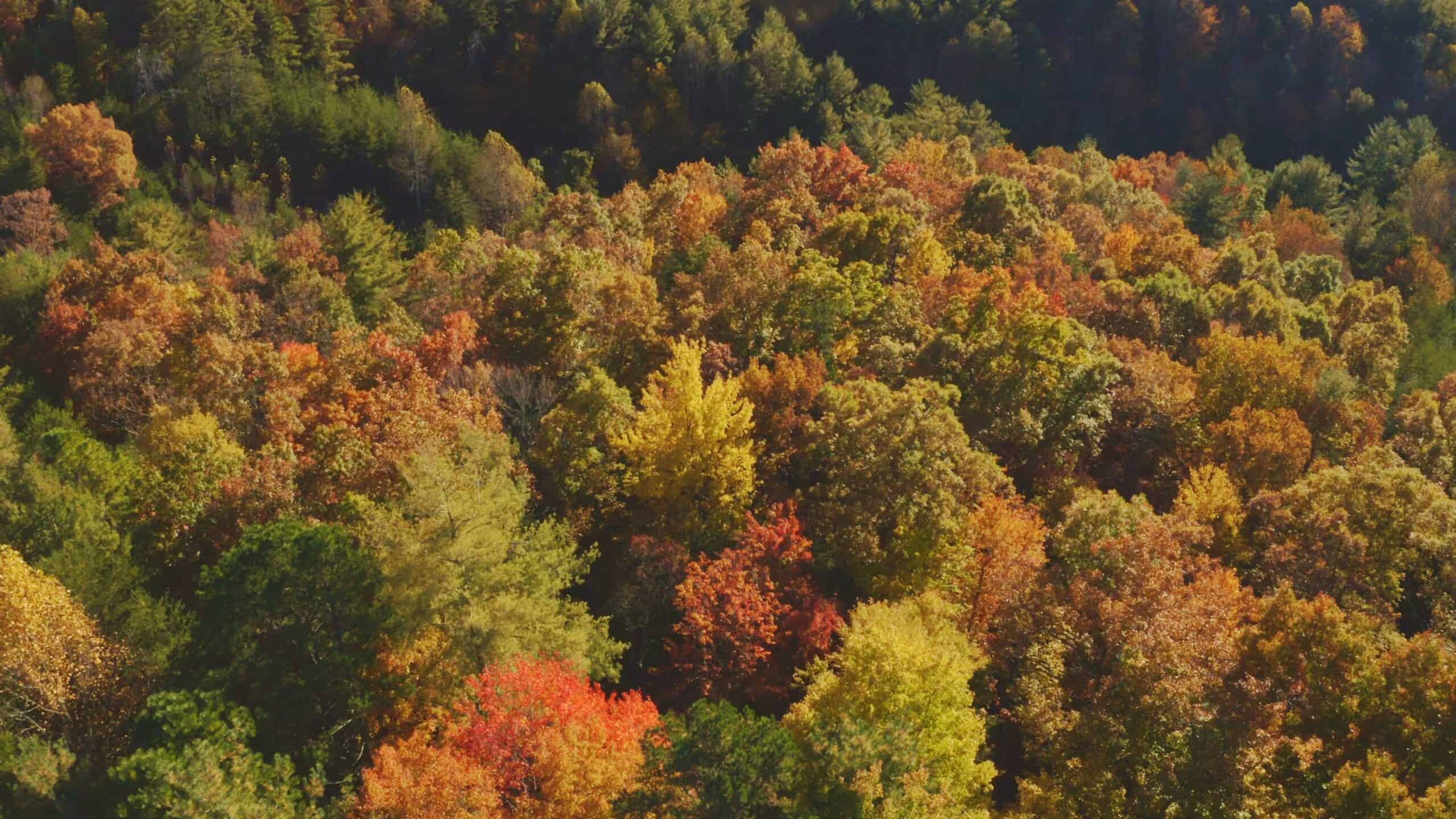 Where the Pavement Ends, and Your Legacy Begins: 116 Unrestricted Acres Bordering the Cherokee National Forest