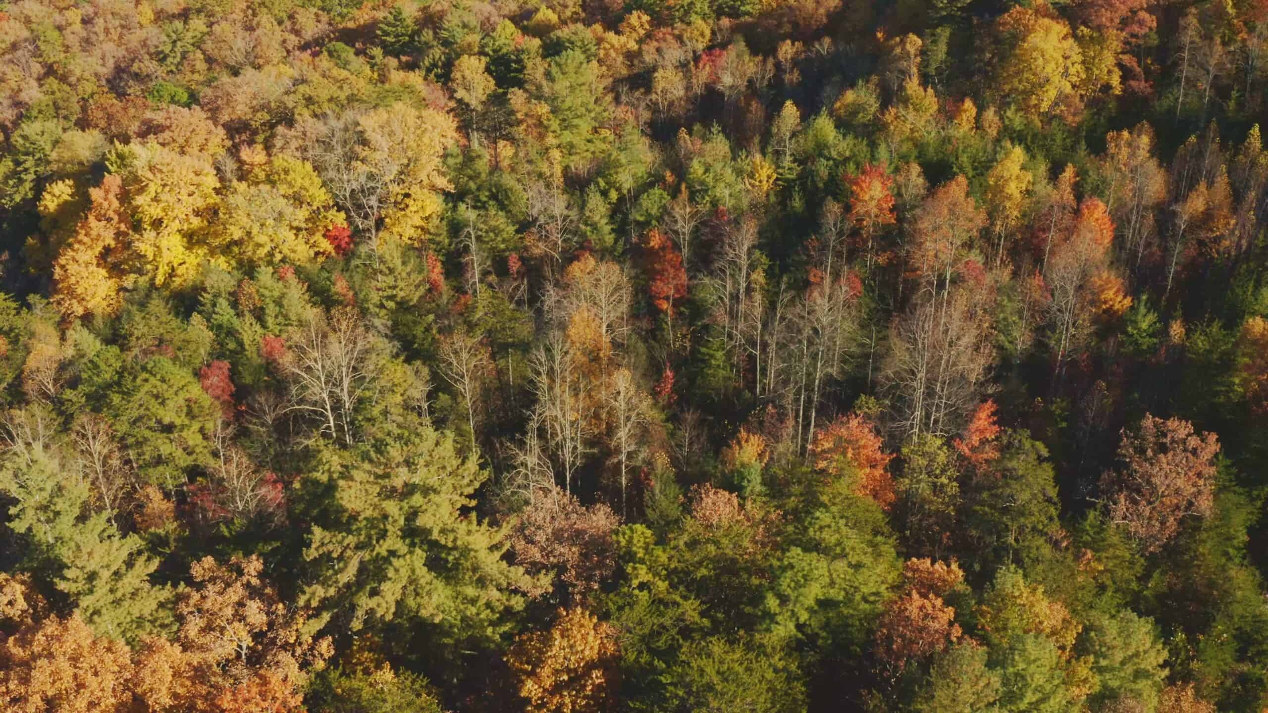 Where the Pavement Ends, and Your Legacy Begins: 116 Unrestricted Acres Bordering the Cherokee National Forest