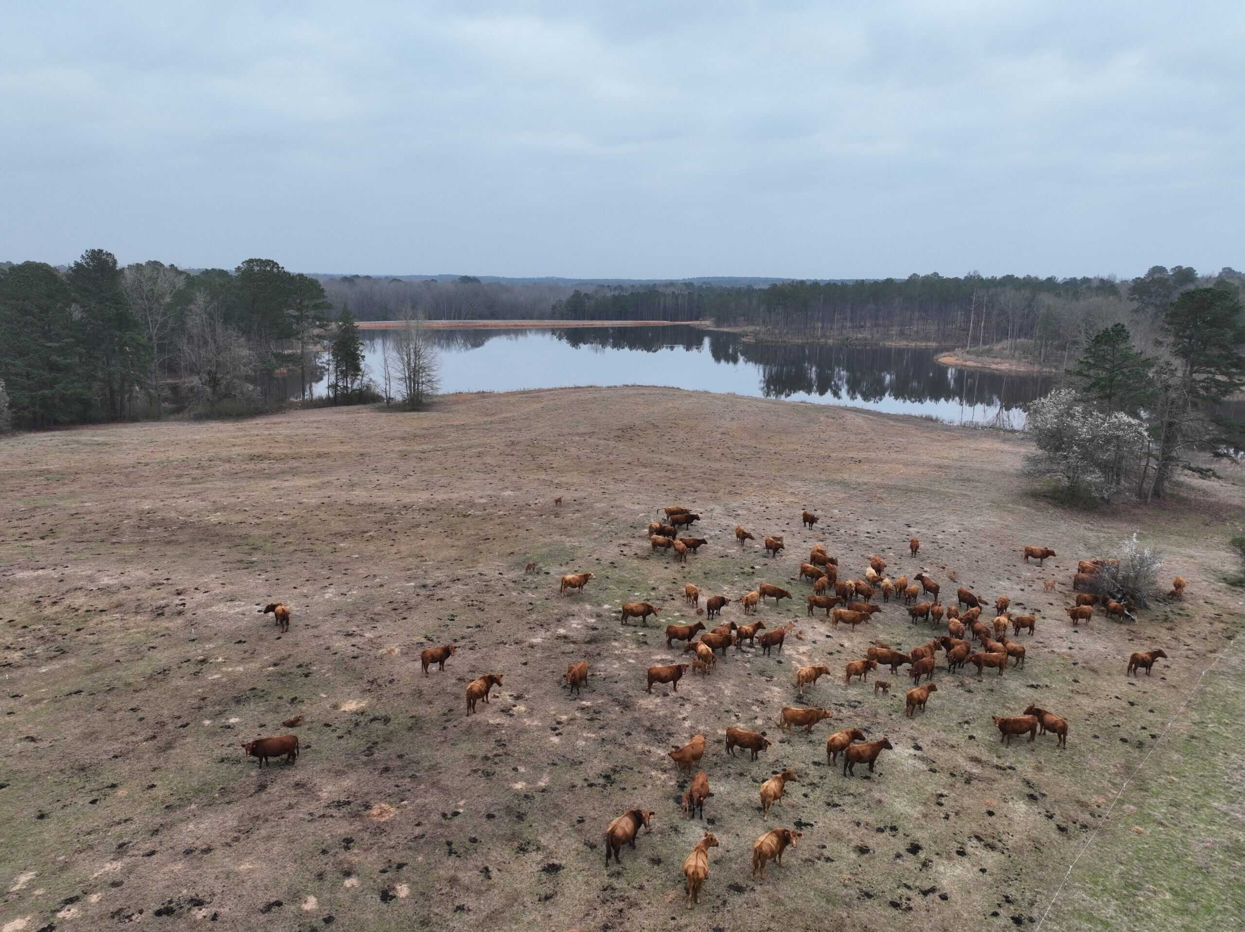 TexAz Ranch: 814-Acre Regenerative Legacy & Multi-Home Compound