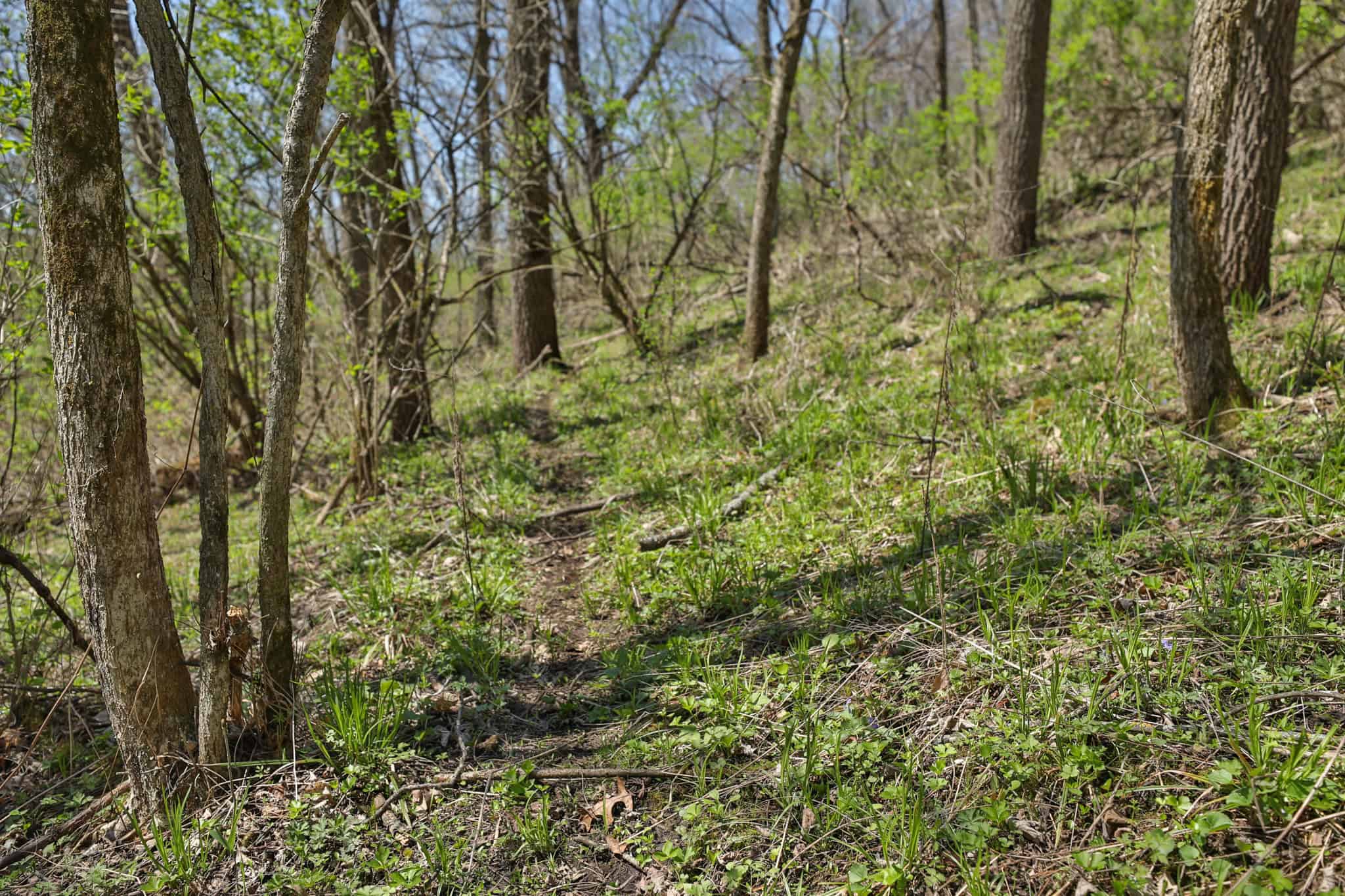 125 Acre Driftless Bluff Sanctuary | Private Valley, Spring-Fed Pond & Trophy Whitetail Haven Near Boaz