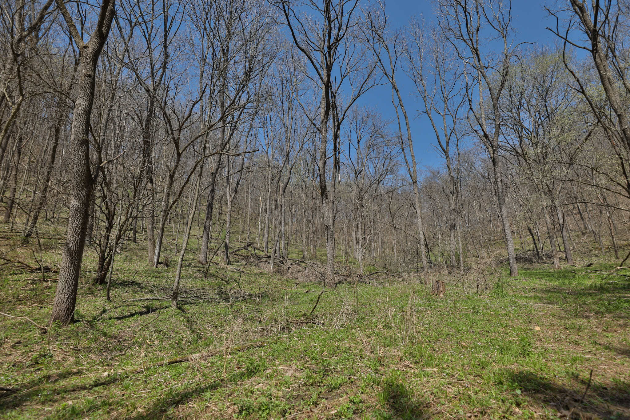 125 Acre Driftless Bluff Sanctuary | Private Valley, Spring-Fed Pond & Trophy Whitetail Haven Near Boaz