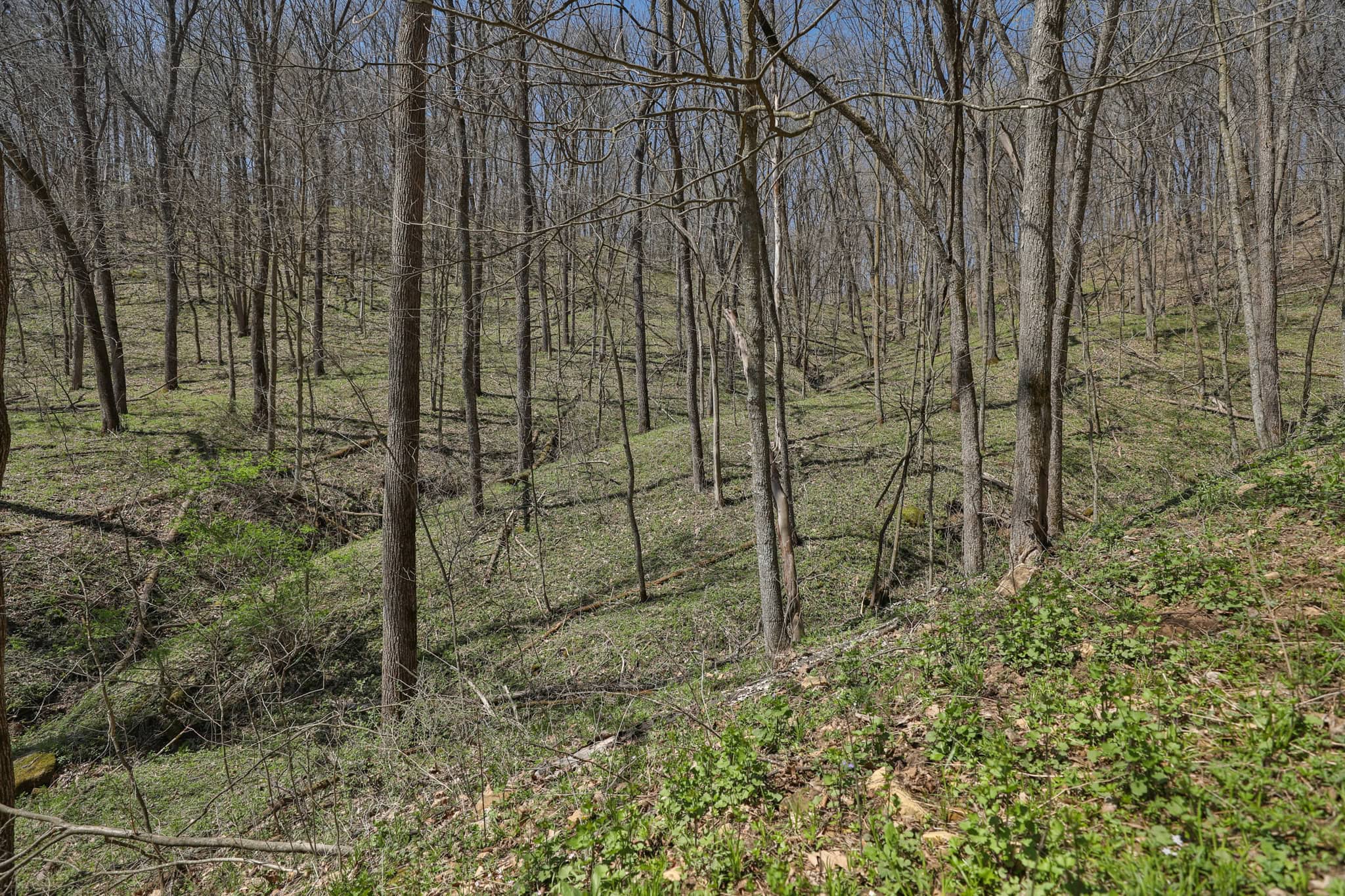 125 Acre Driftless Bluff Sanctuary | Private Valley, Spring-Fed Pond & Trophy Whitetail Haven Near Boaz