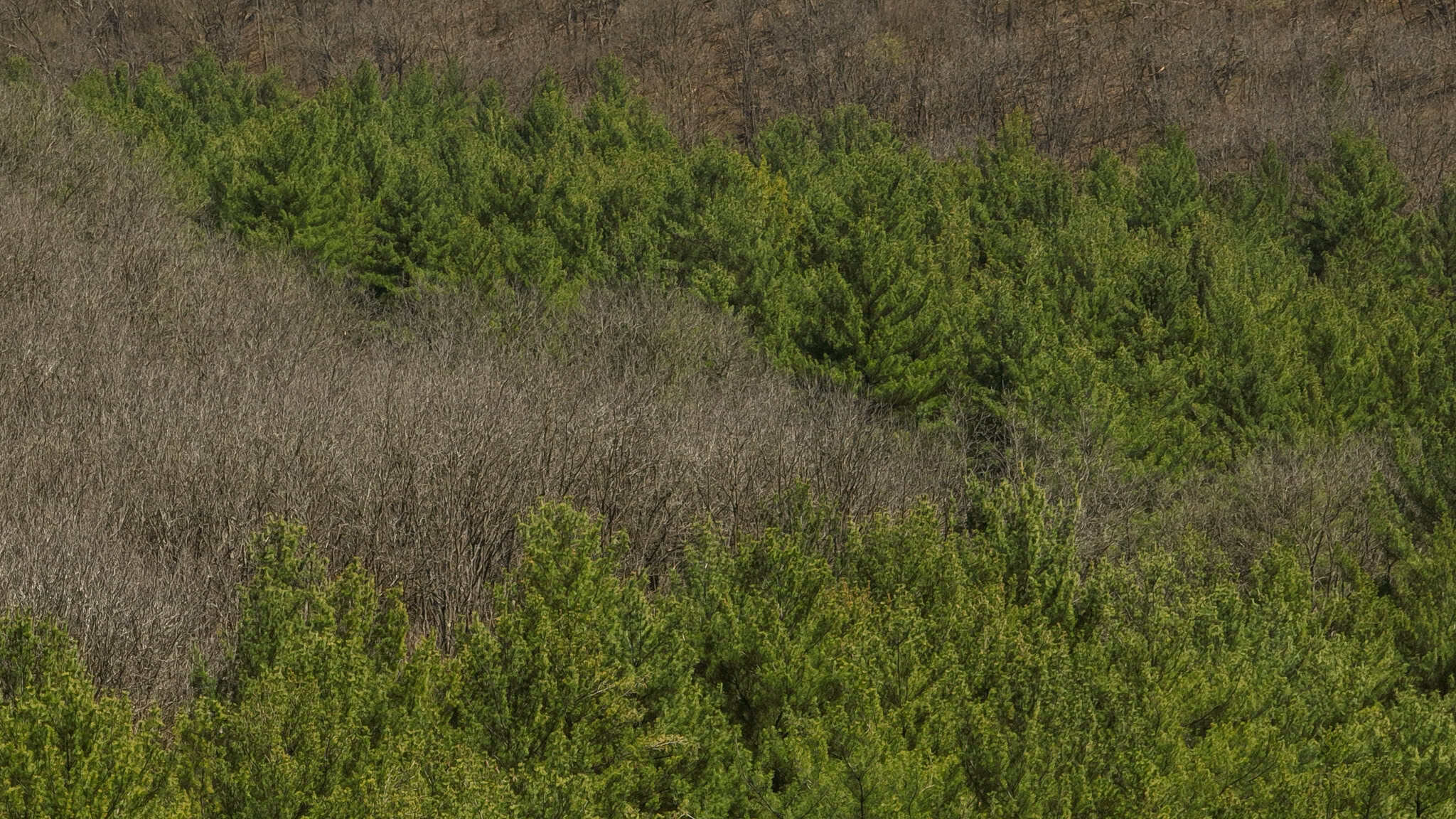 125 Acre Driftless Bluff Sanctuary | Private Valley, Spring-Fed Pond & Trophy Whitetail Haven Near Boaz