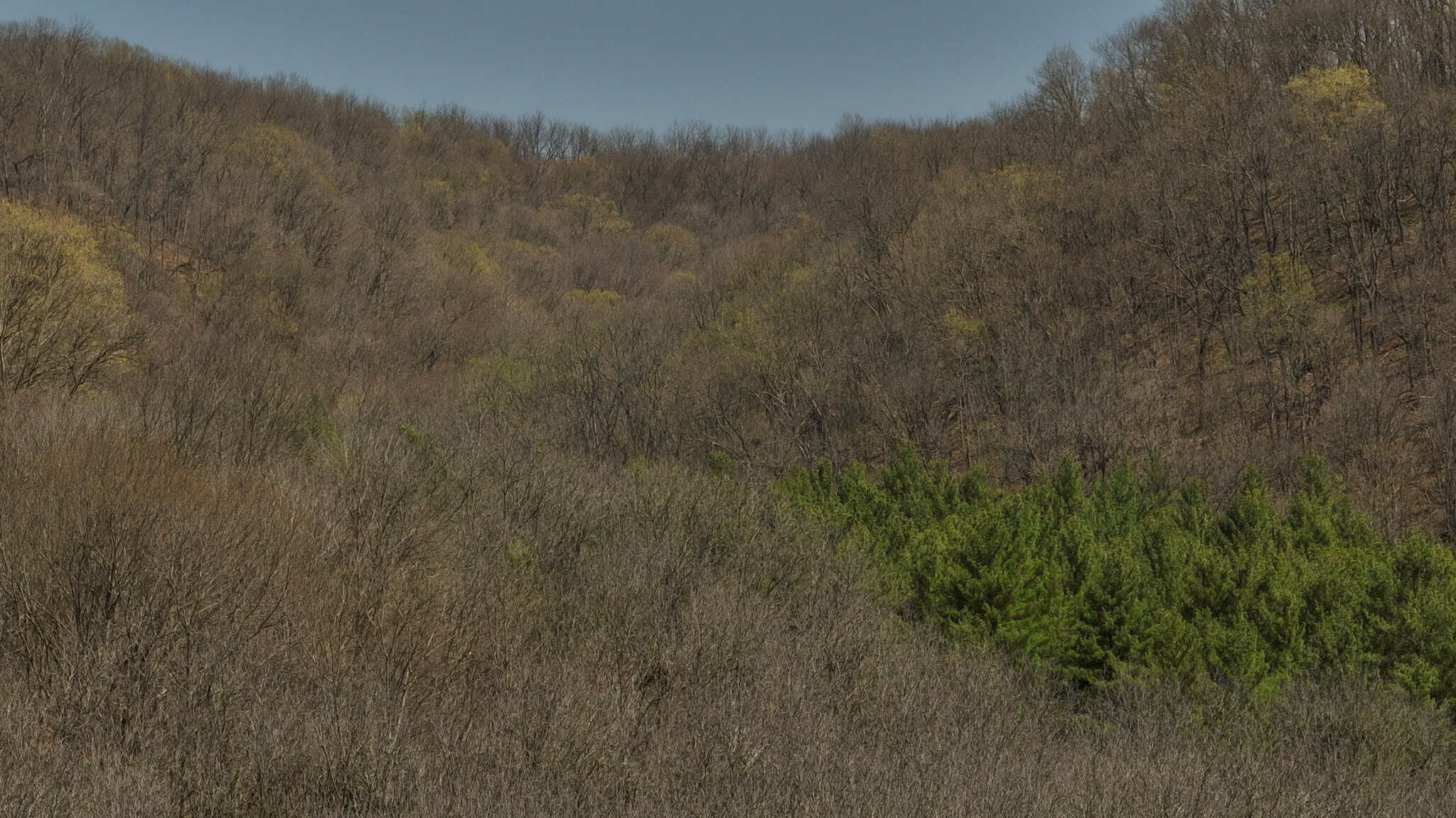 125 Acre Driftless Bluff Sanctuary | Private Valley, Spring-Fed Pond & Trophy Whitetail Haven Near Boaz