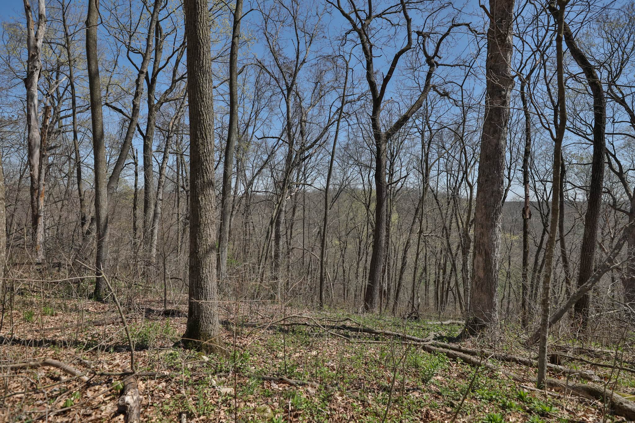 125 Acre Driftless Bluff Sanctuary | Private Valley, Spring-Fed Pond & Trophy Whitetail Haven Near Boaz