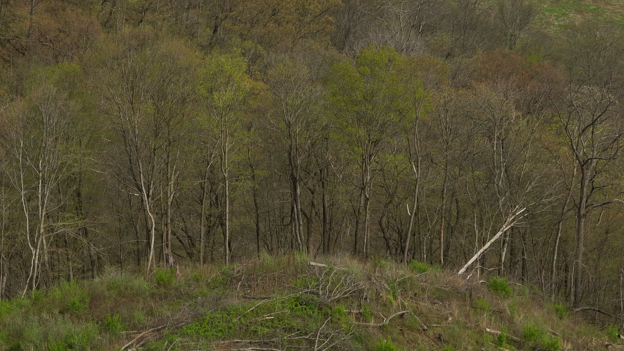 Bleck’s Booner Ridge Farm – 89+/- Acre World-Class Whitetail Sanctuary with Luxury Cabin in Boscobel