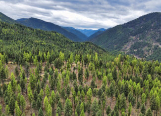 Riverfront Acreage For Sale in St. Regis, Montana