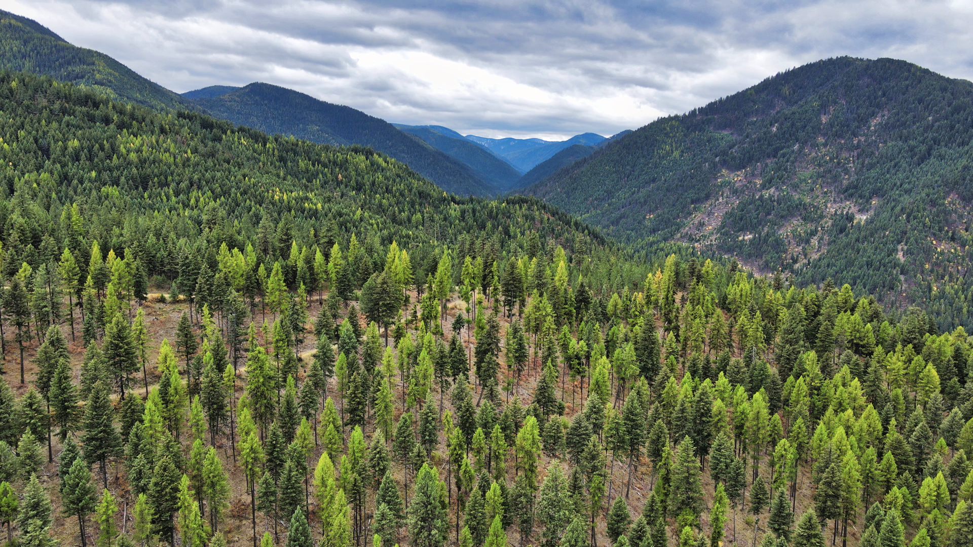 Riverfront Acreage For Sale in St. Regis, Montana