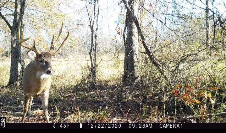266± Acres Hinds/Copiah Line with Creek and Income