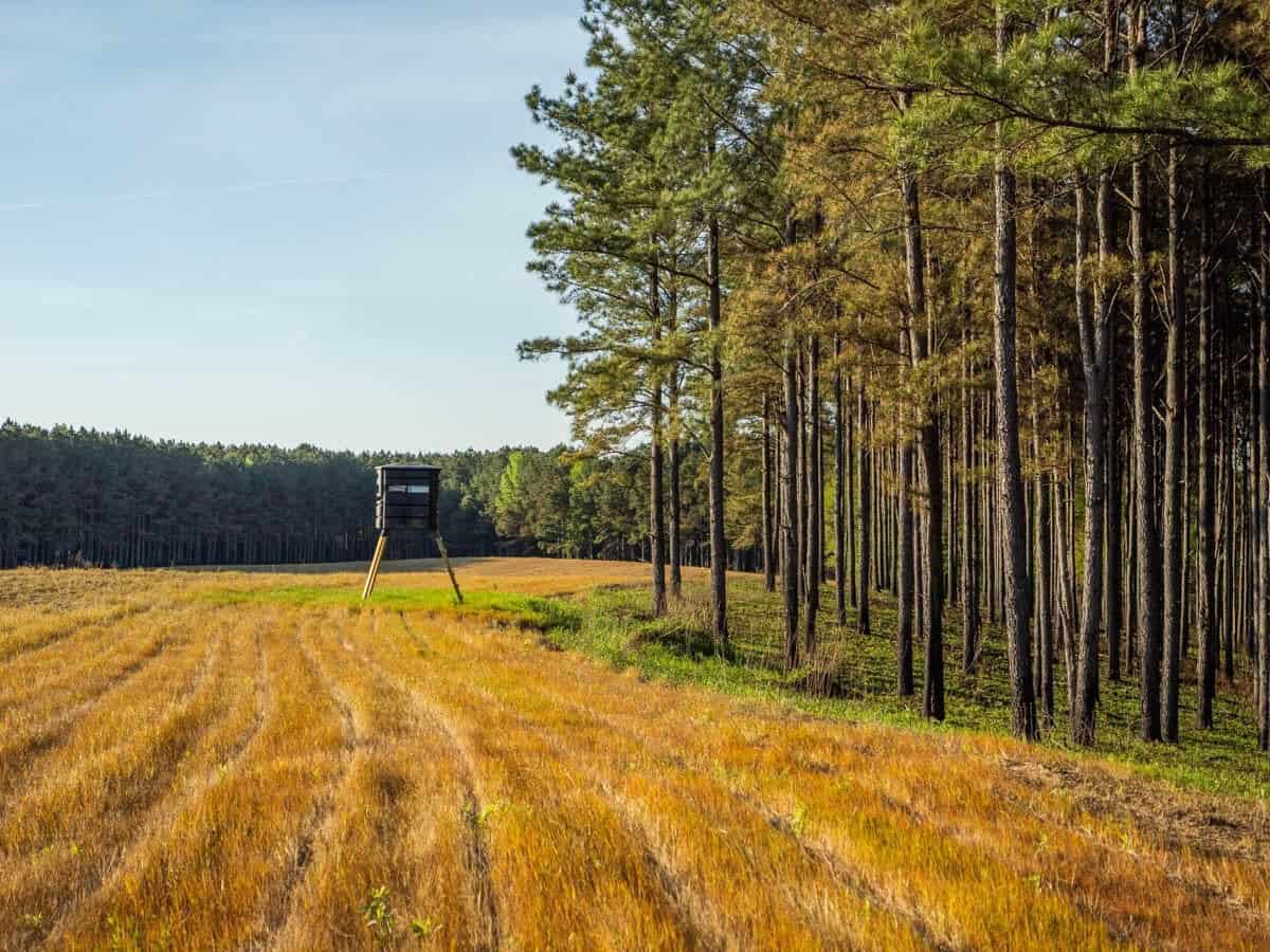 455 Acres Hunting & Income Land in Choctaw County MS