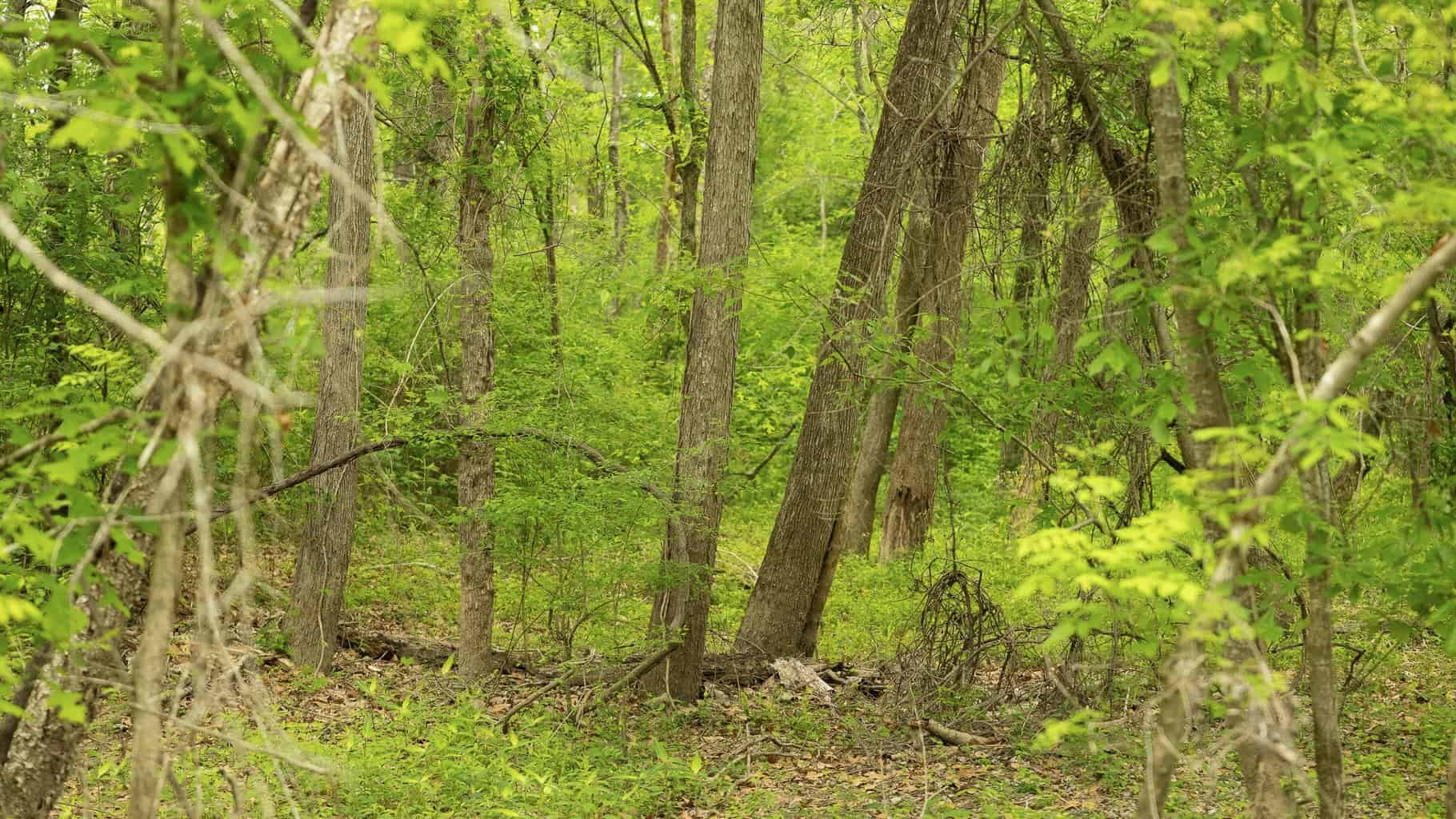 385 Acres Pearl River Frontage Louisiana