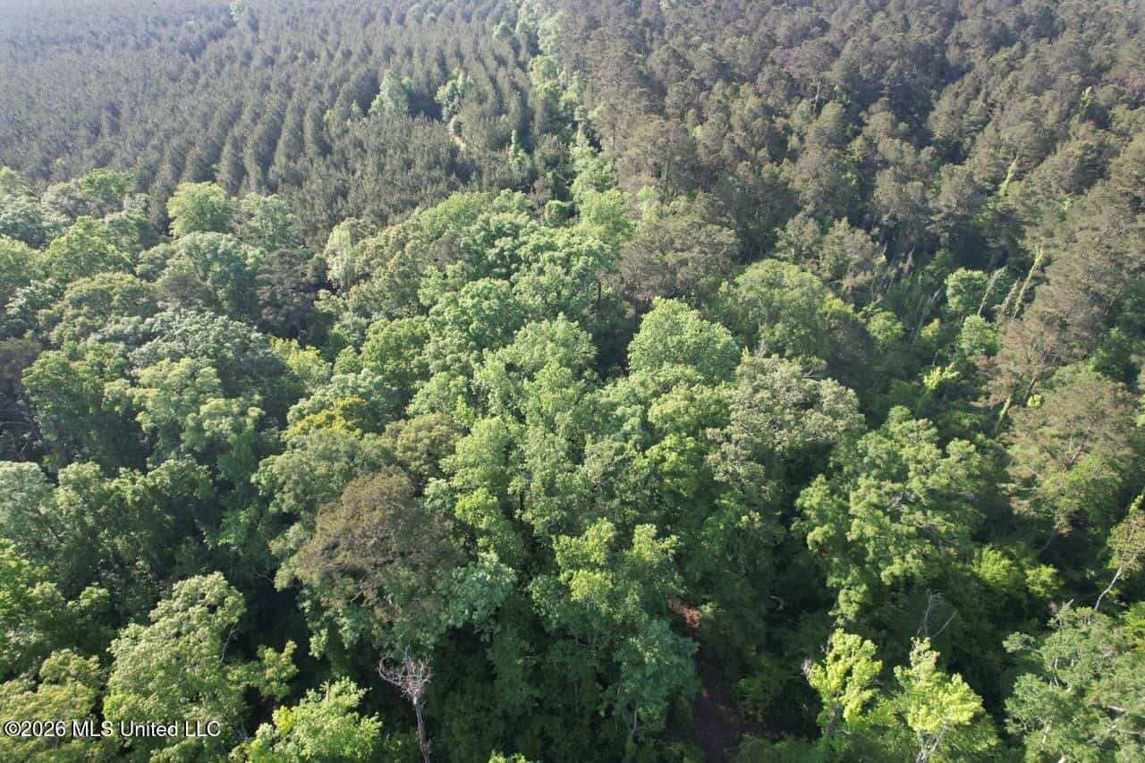 46 Acres in St. Helena Parish, LA Hunting Property for Sale