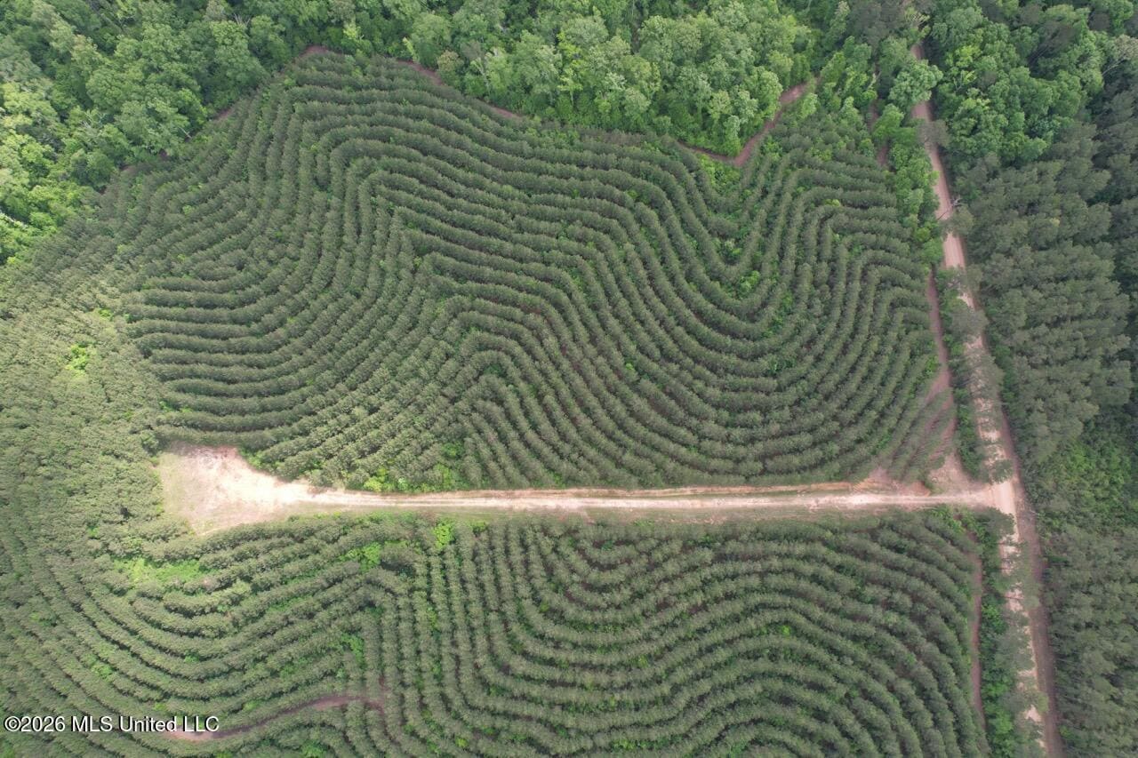 47 Acres in St. Helena Parish, LA with Black Creek
