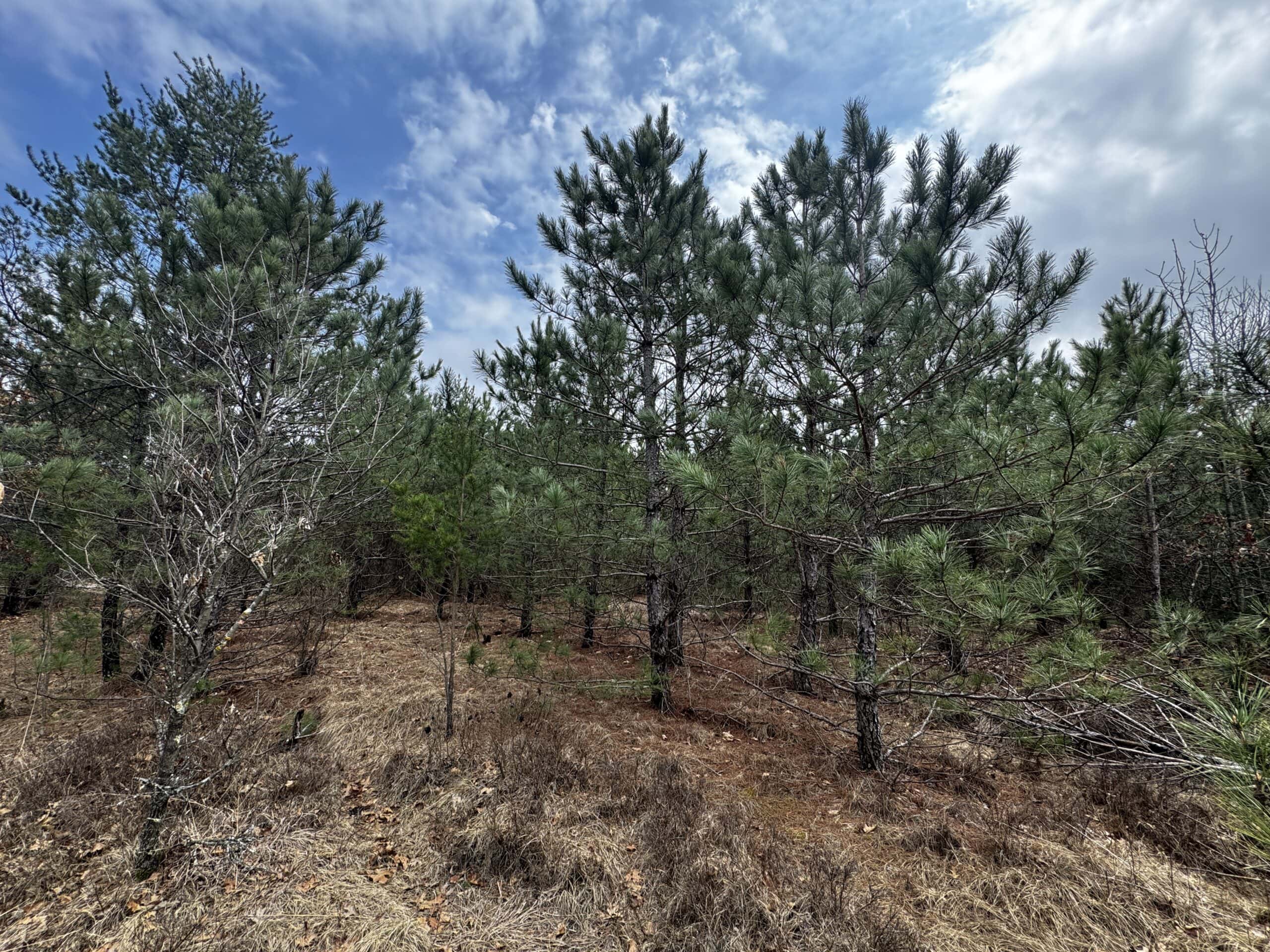 80± acre timber tract in the heart of northern Adams County