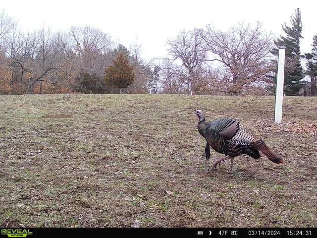 44± Acre Premier Duck and Deer Hunting Property Marquette Cty WI
