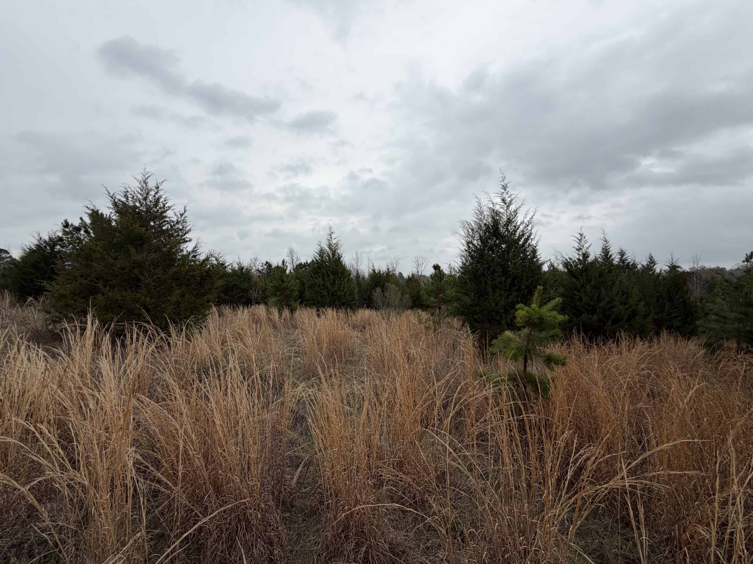±22 Acres with Views, Creek & Homesites Near Linden, Texas