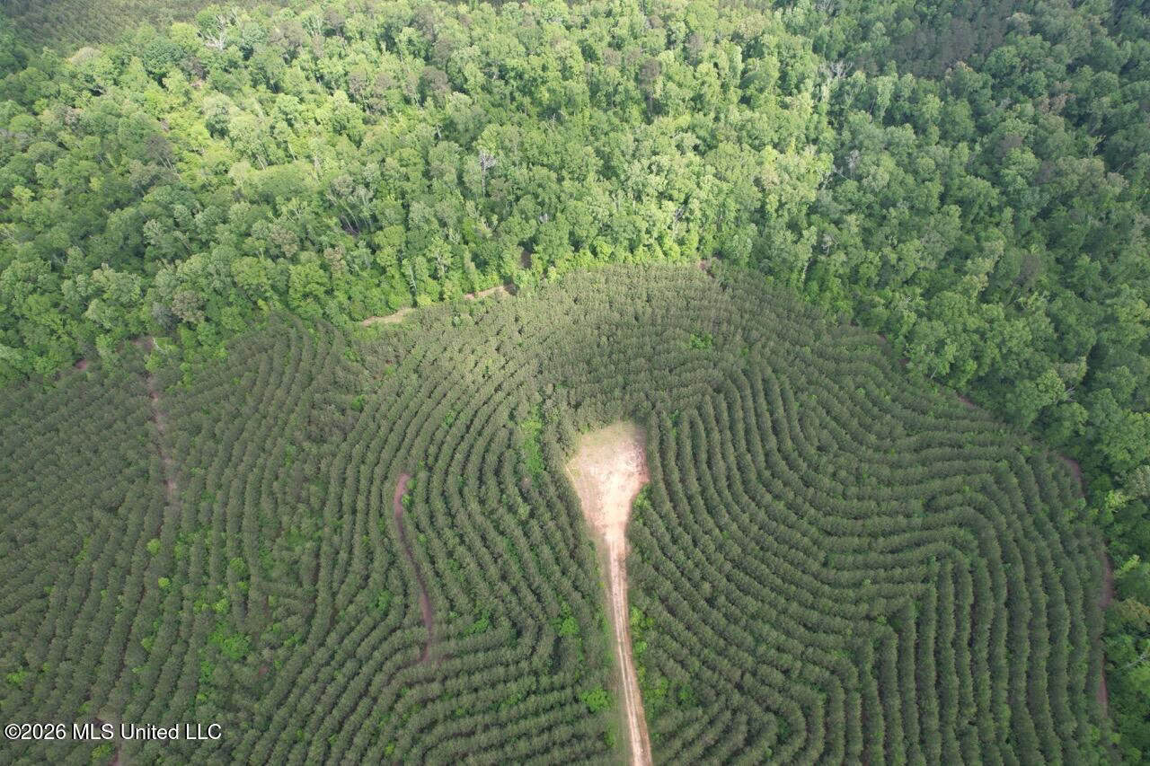 47 Acres in St. Helena Parish, LA with Black Creek