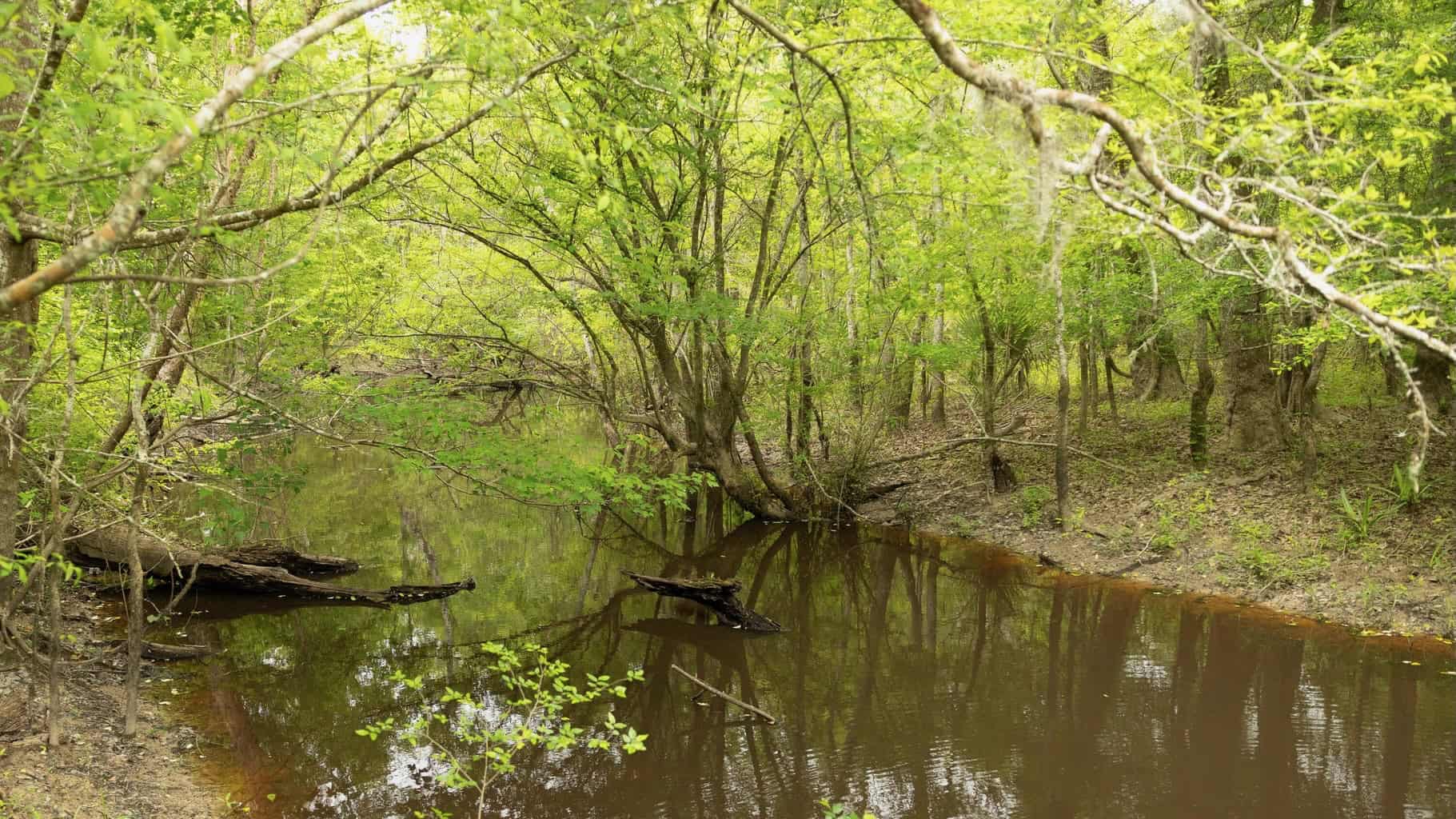 385 Acres Pearl River Frontage Louisiana