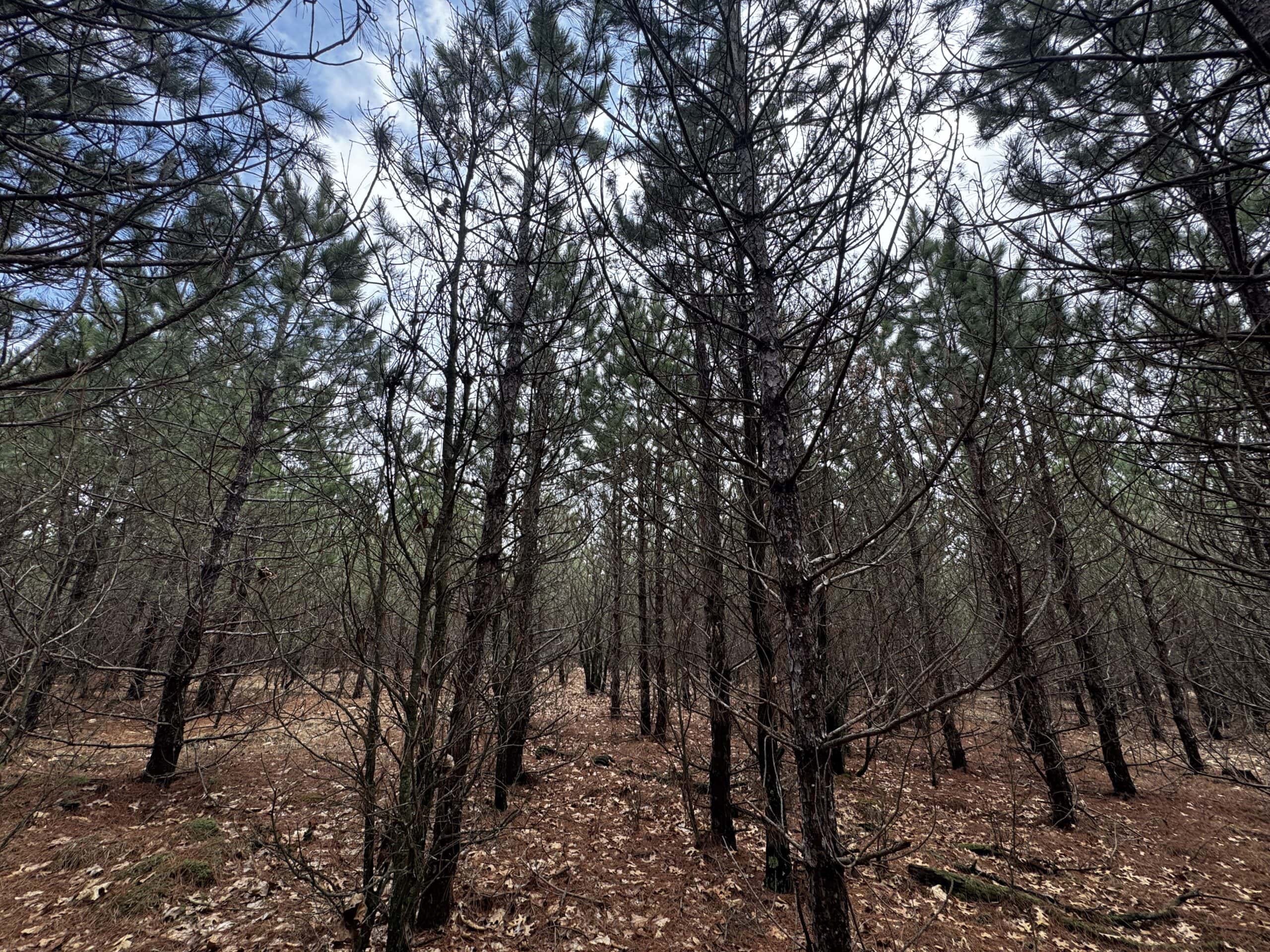 80± acre timber tract in the heart of northern Adams County