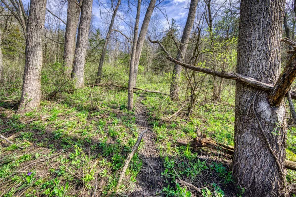 29± Acres of Driftless Beauty | Woods, Water, Pole Shed & Cottage.32