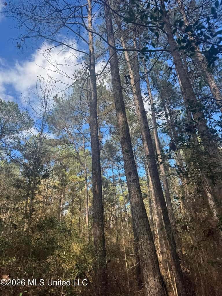 South Mississippi Hunting Land for Sale in Walthall County